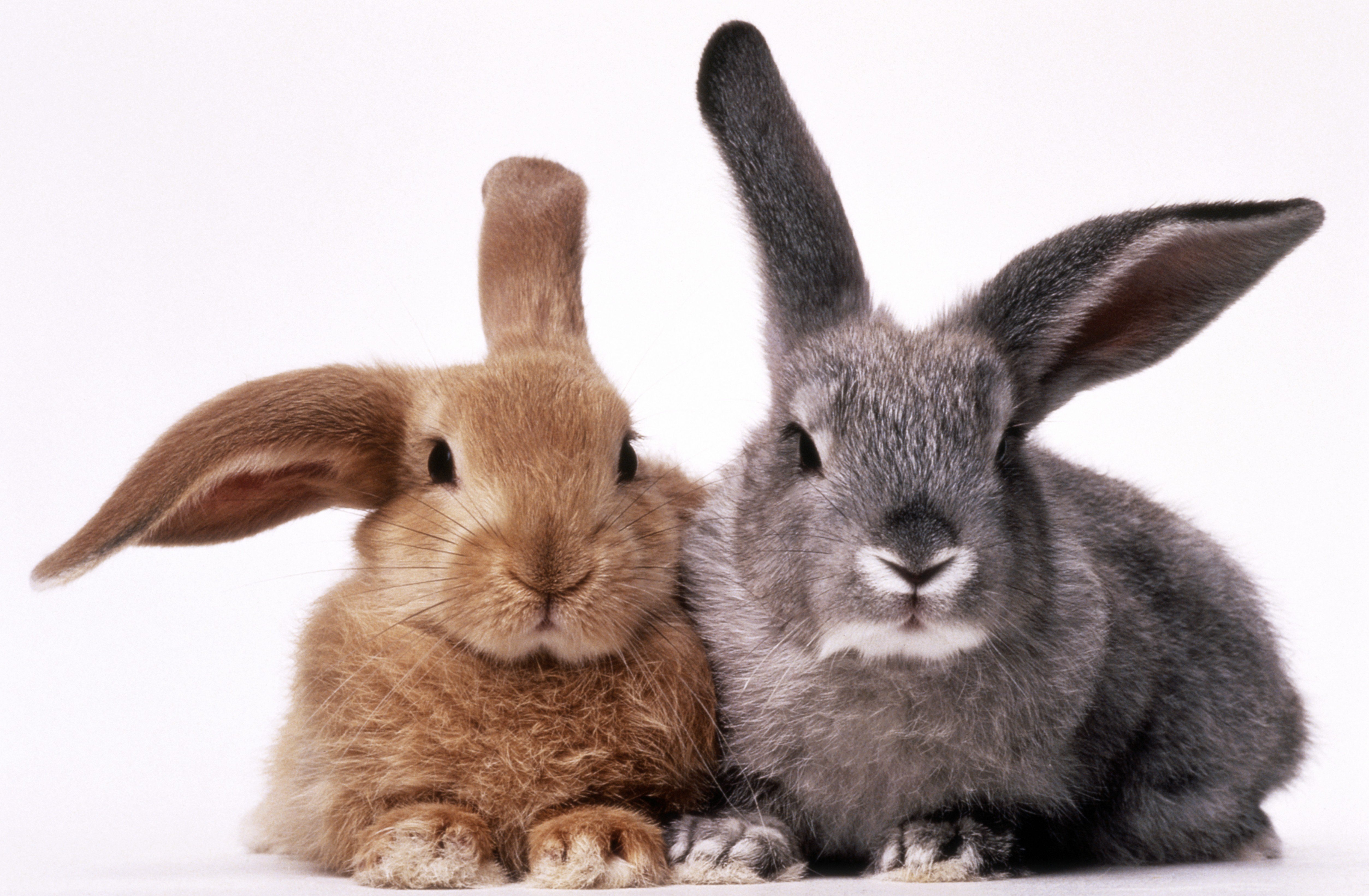 Зайку кролика. Два кролика. Два зайца. Заяц и кролик. Зайчик кролик.