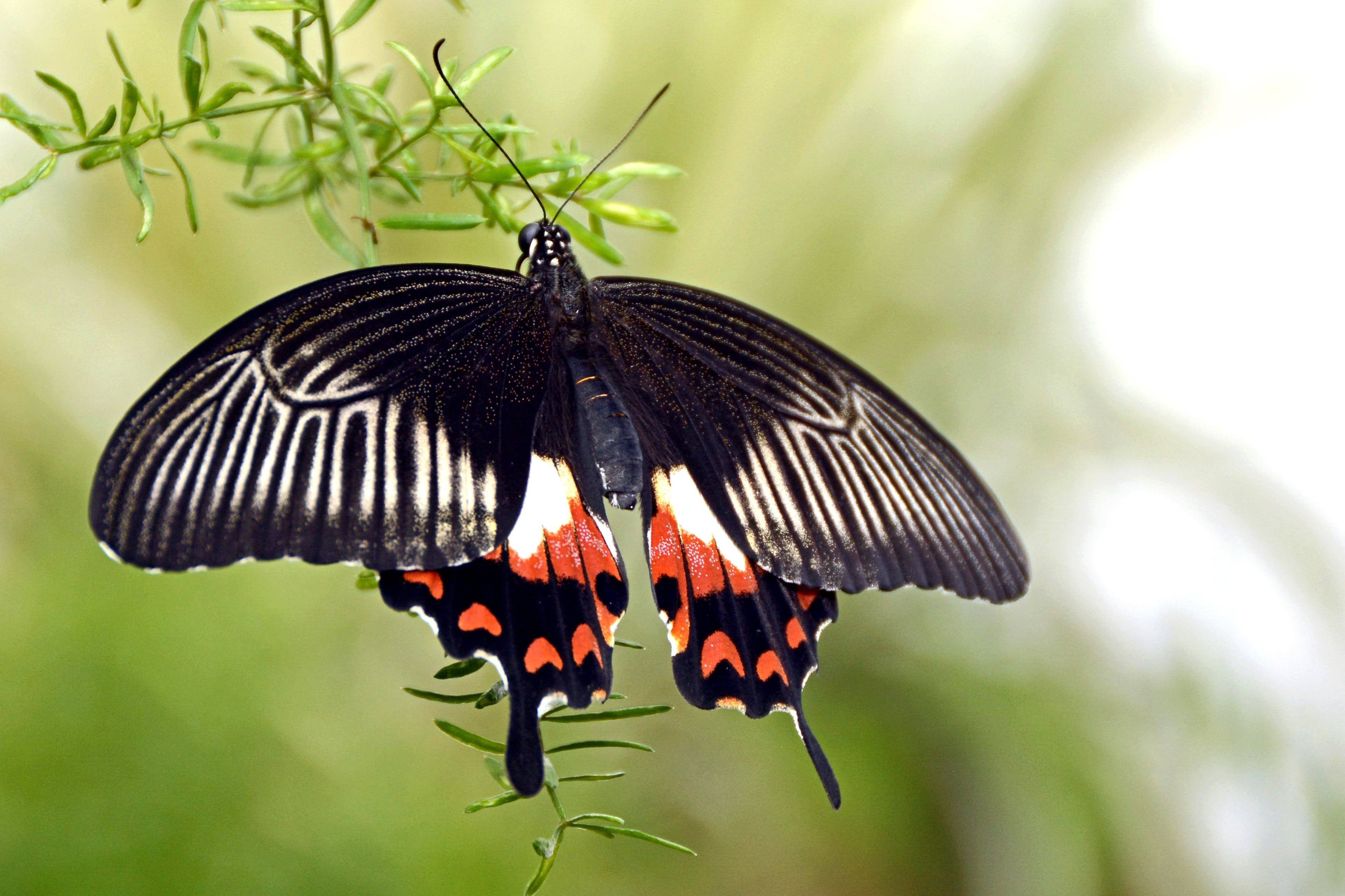 Сохранение темных бабочек в результате. Бабочка парусник Великий мормон. Papilio Polytes. Бабочка парусник Коцебу. Papilio LOWI бабочка.