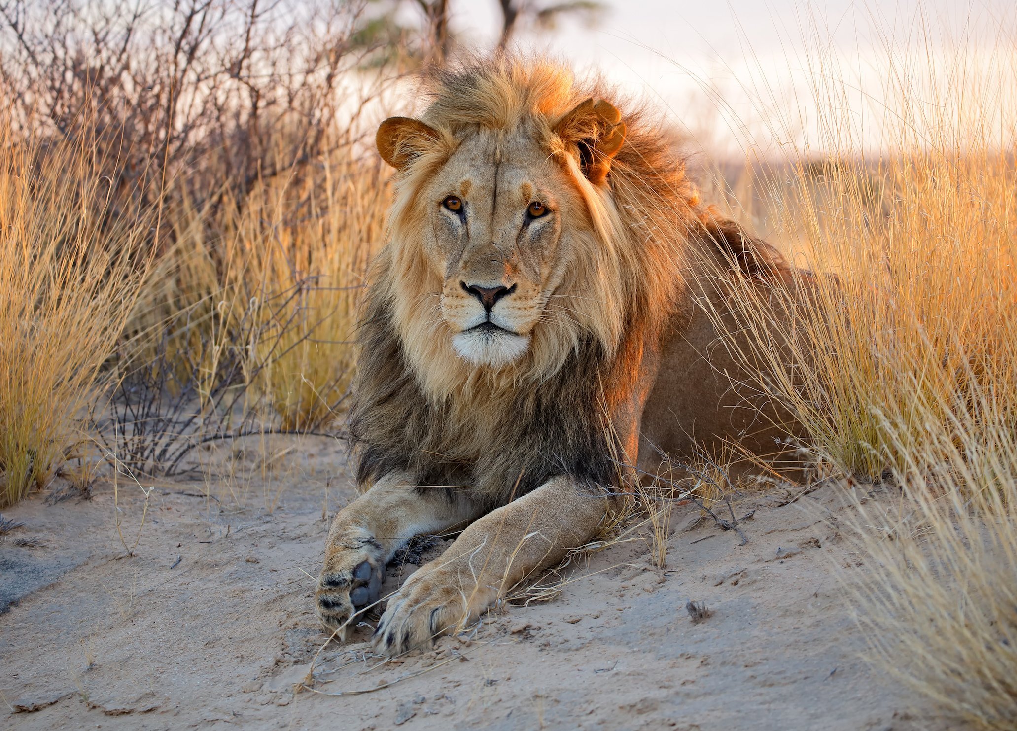 Лев в африке - 69 фото