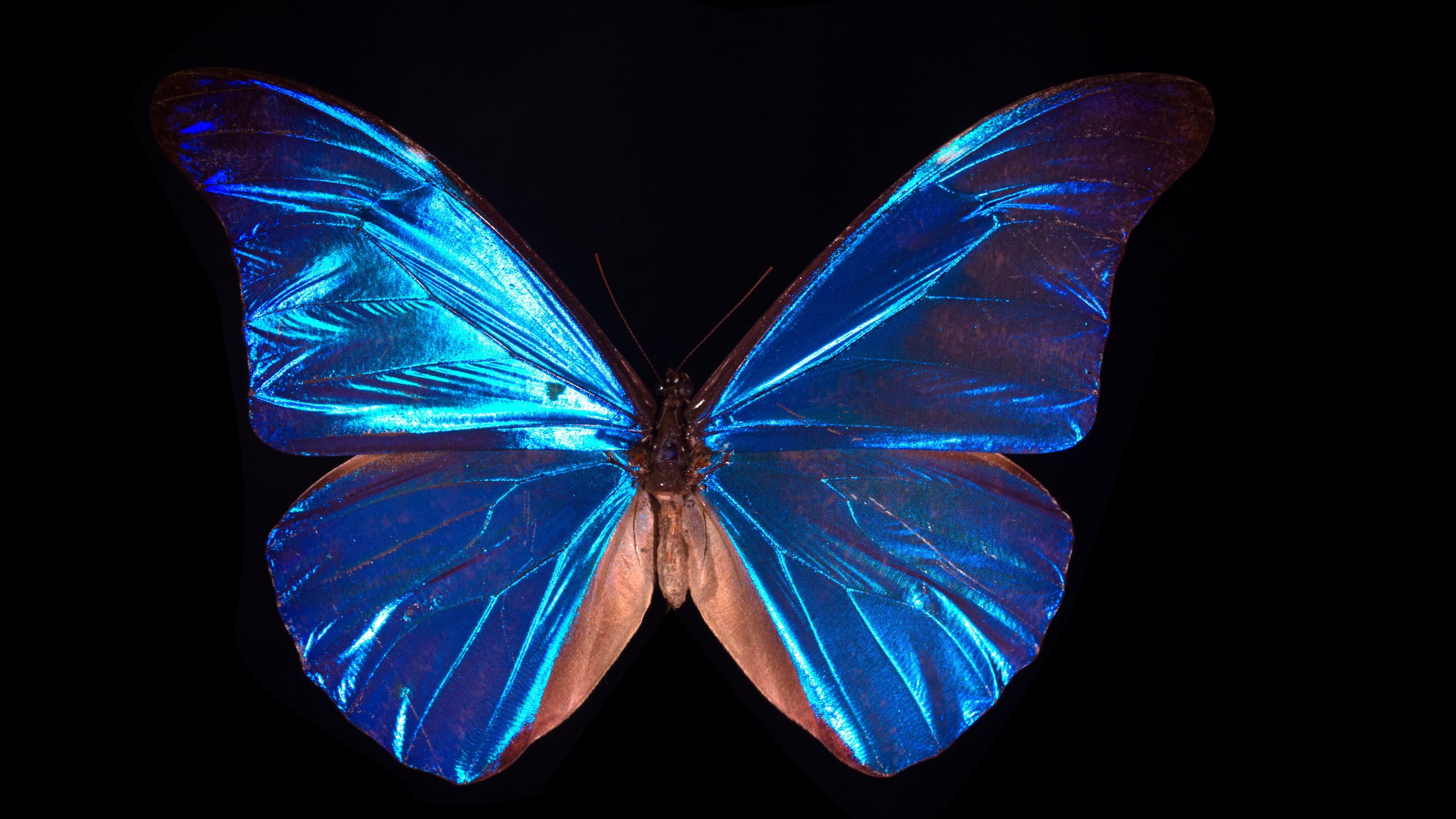 Черно синяя бабочка. Бабочка фотонный Кристалл. Крылья бабочки. Синяя бабочка. Бабочка с синими крыльями.