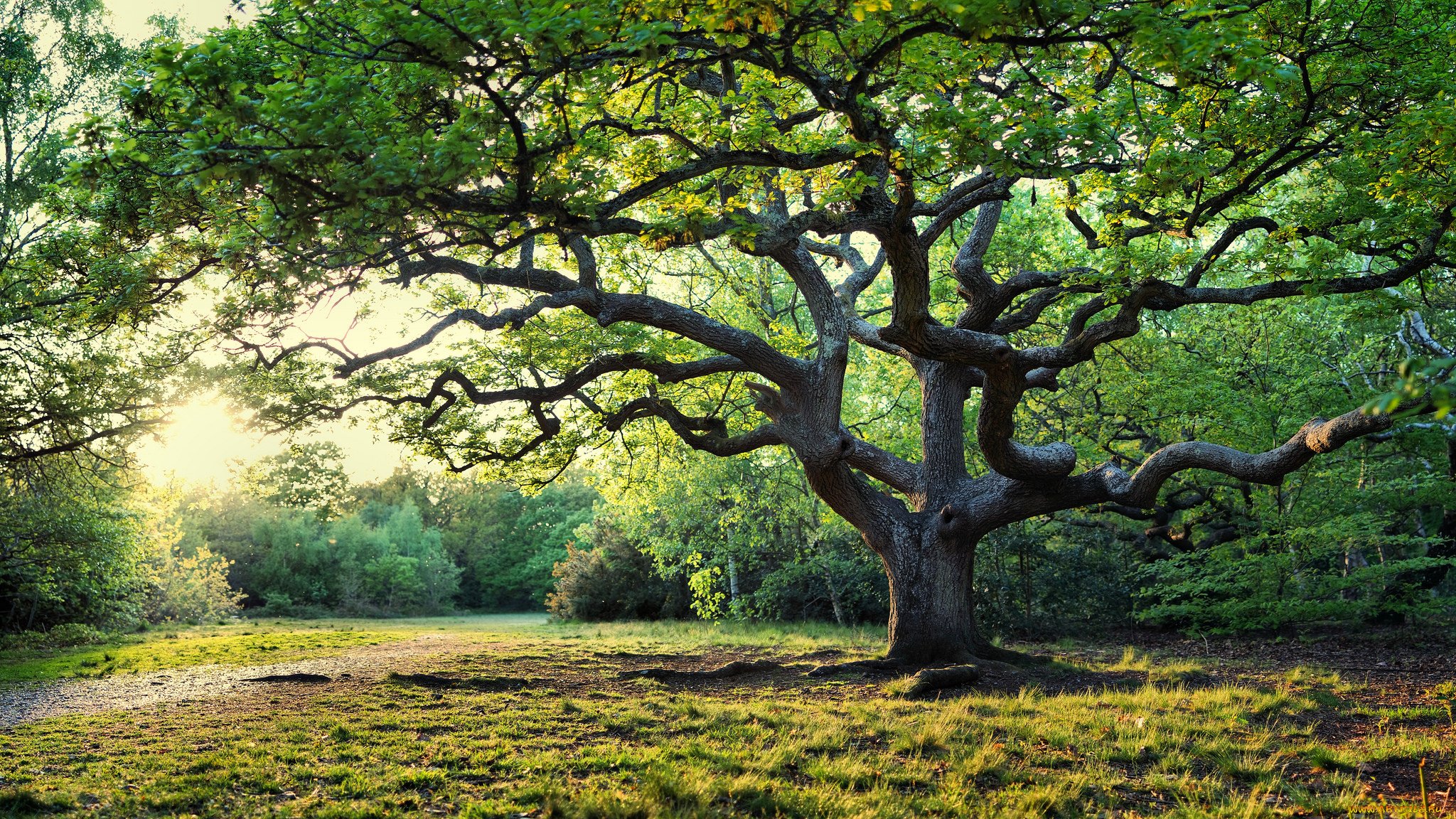 Лес где дерево на дереве стоит. Шервудский лес Великобритания. Дерево Шервудский лес. Раскидистое дерево в Португалии.
