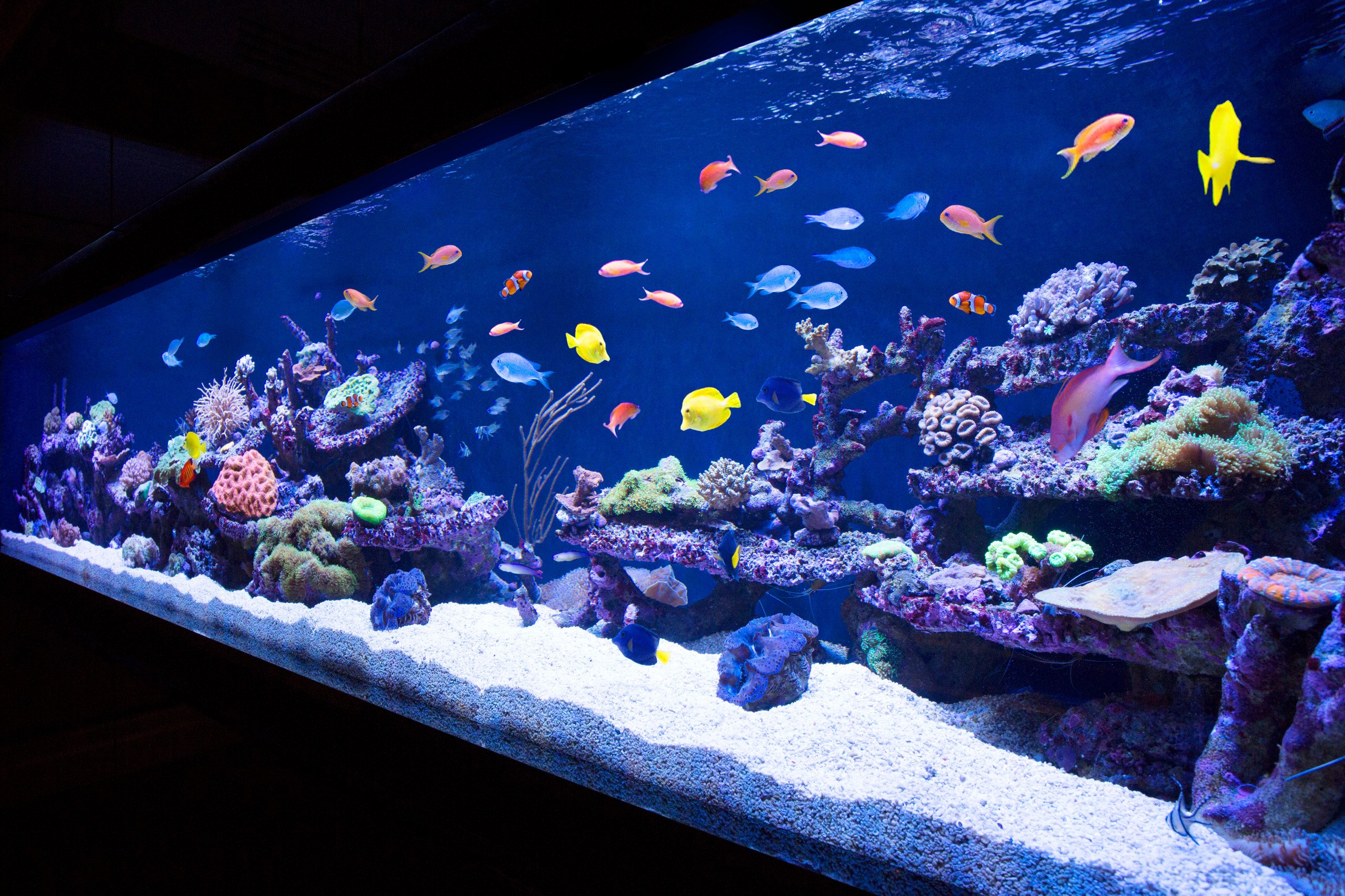 Аквариум aquarium