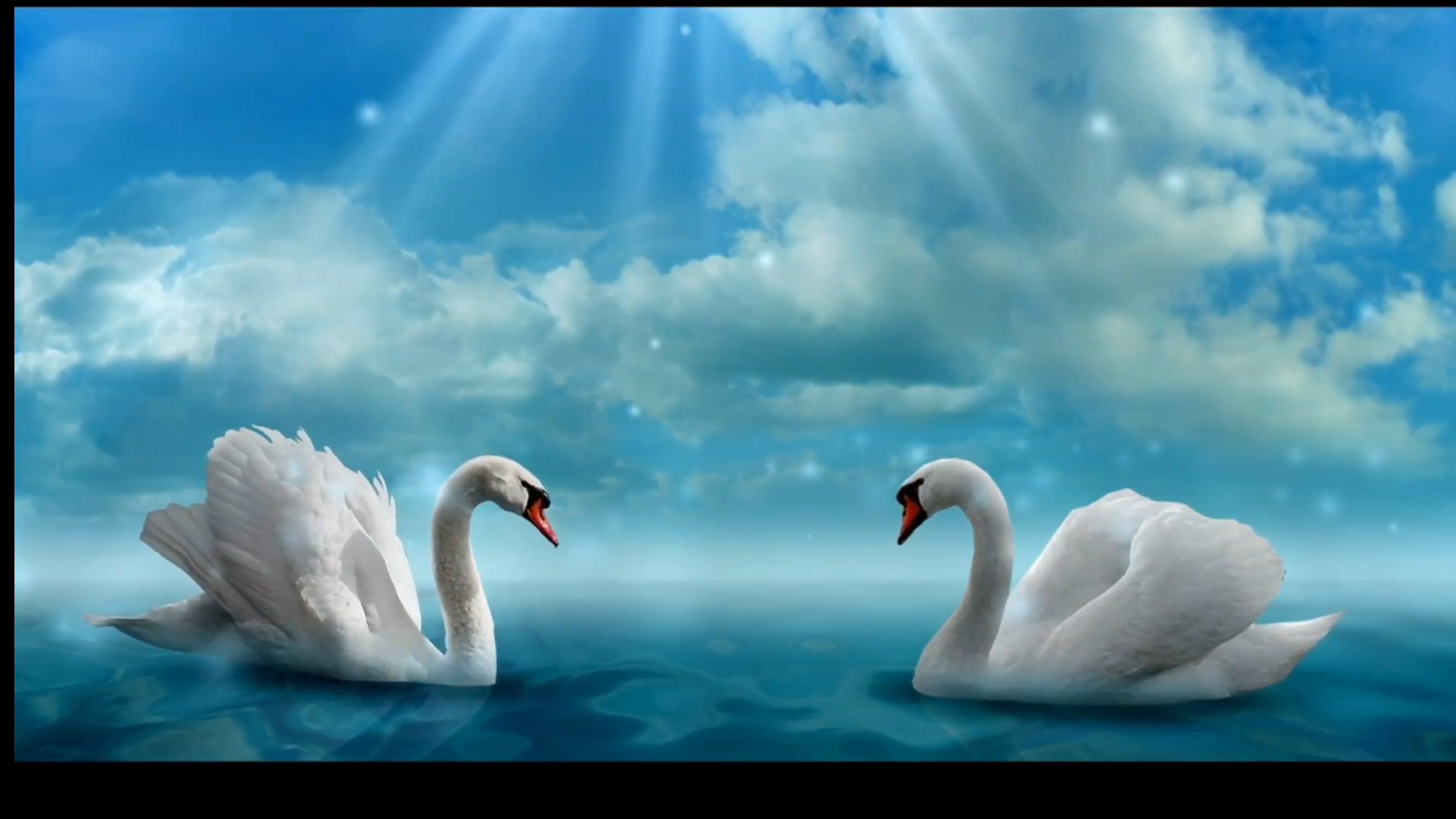 Видео песни лебеди. Лебеди обои. Свадебный фон с лебедями. Лебеди в небе.