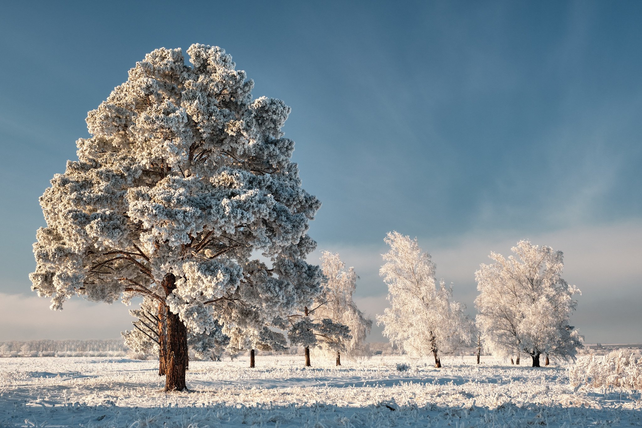 Зима красивые деревья. Зимнее дерево. Деревья в снегу. Заснеженные деревья. Зима заснеженные деревья.