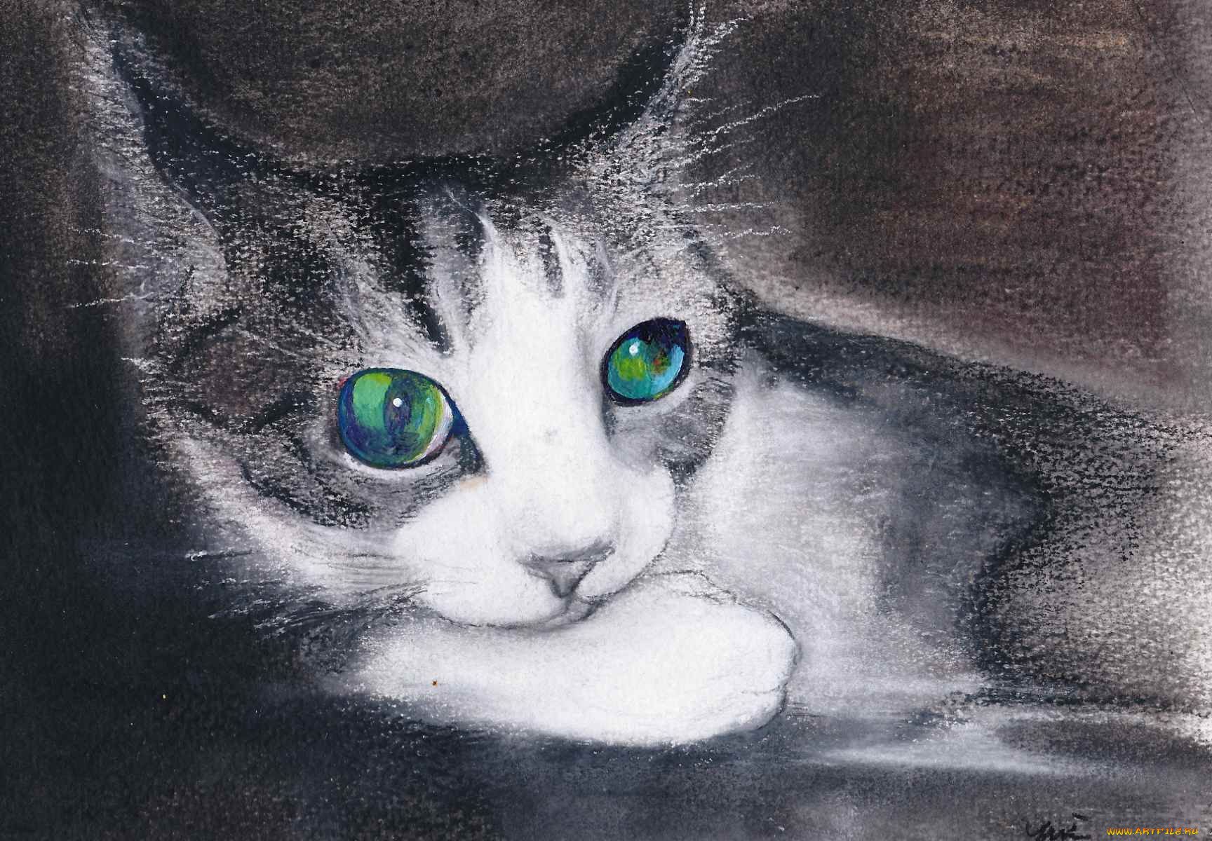 Фото рисунка кошки. Кошка рисунок. Глаза кошки рисунок. Глаза кошки нарисовать. Кошачий глаз нарисовать.