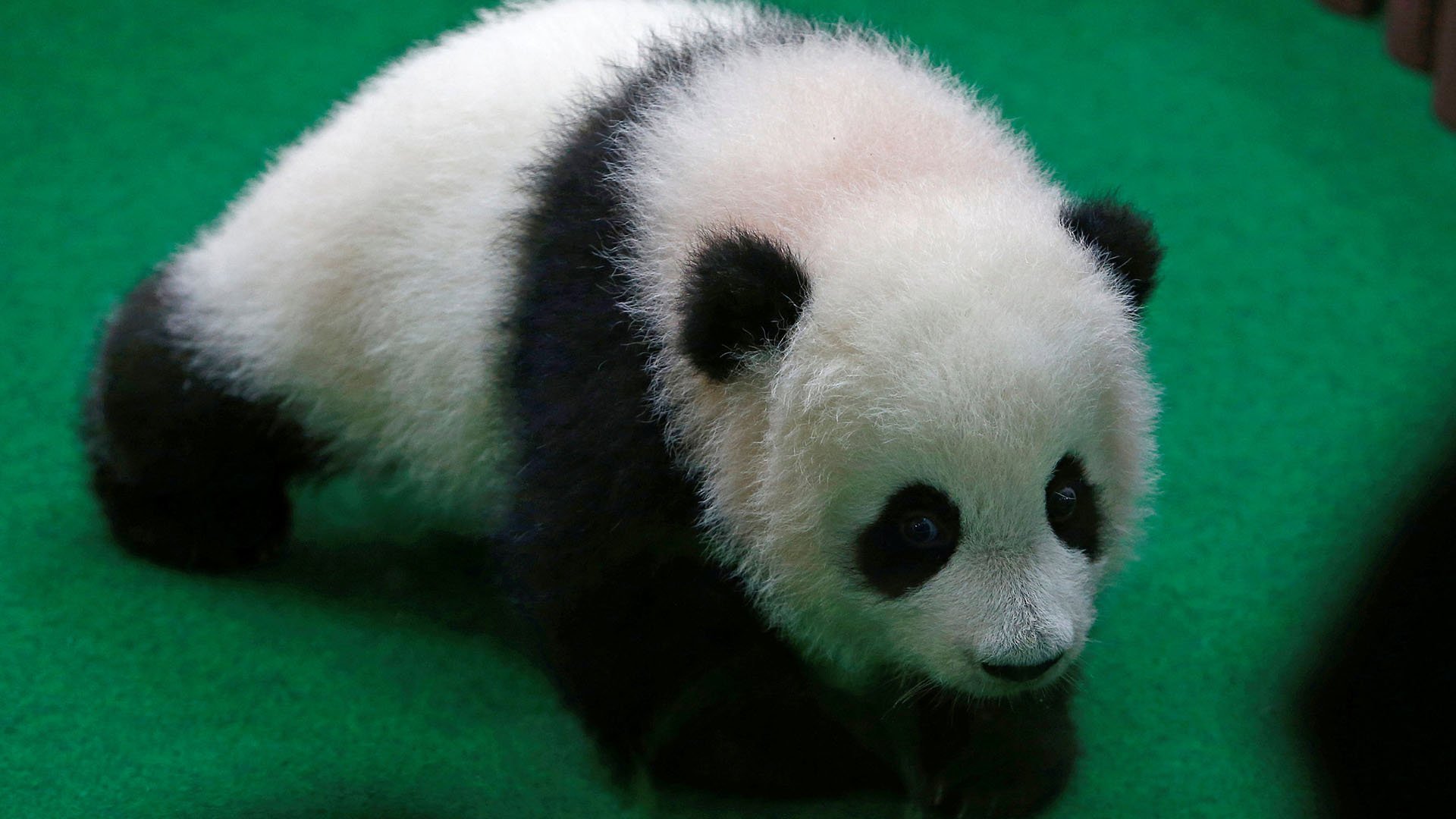 Малышка панда новости. Уссурийская Панда. Панда зелёный. Розовая Панда фото. Малышка Панда.