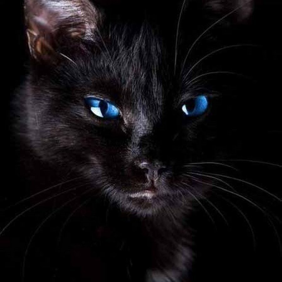 Черные кошки 10. Черные коты. Чёрная кошка с синими глазами. Красивая черная кошка. Красивый черный кот.