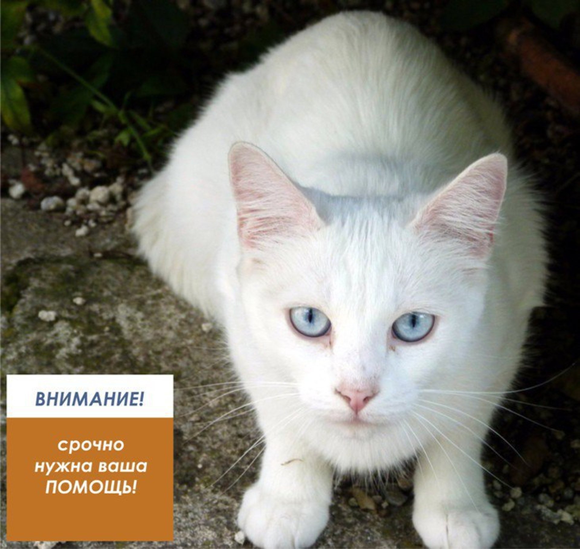 Какая порода белых котов. Сиамский кот альбинос. Ангорская кошка альбинос. Порода кошек альбинос. Сиамская кошка альбинос.