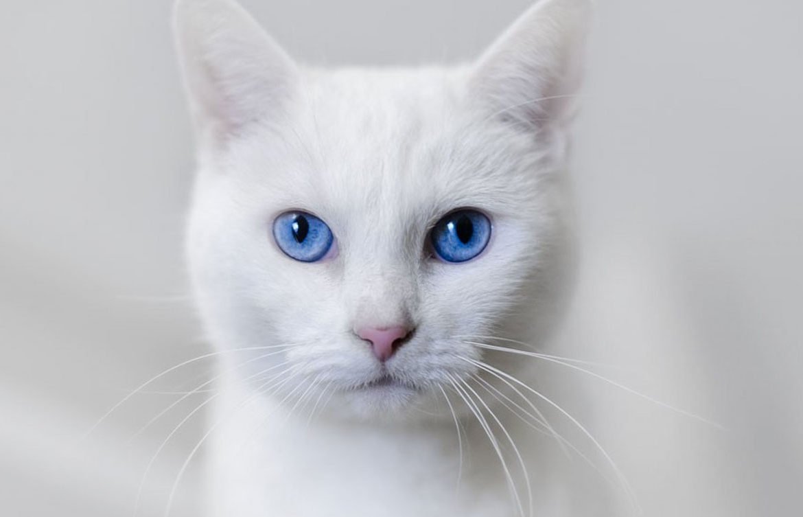 Gato british ojos azules