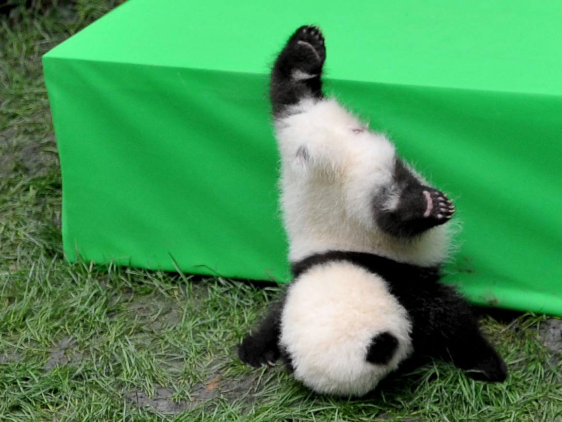Неуклюжая Панда. Панда упала. Прикольная Панда. Забавные панды.
