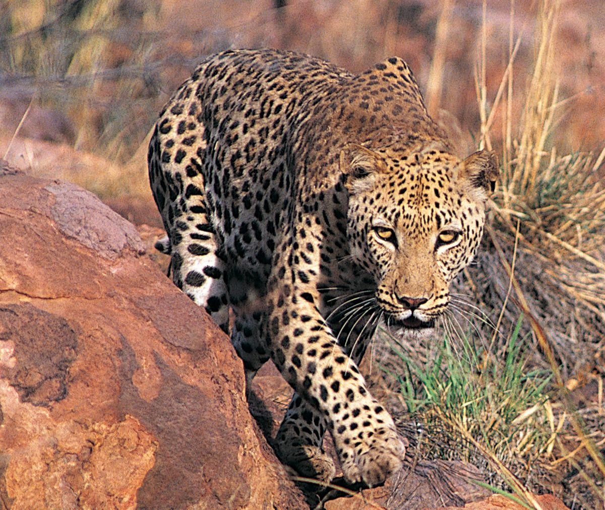 Леопард На Охоте