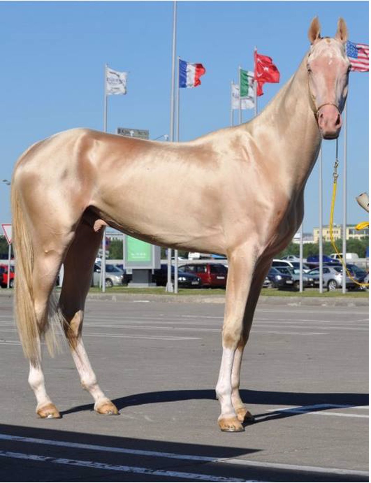 Сколько лошадей в мире. Ахалтекинская Изабелловая. Изабелловая Ахалтекинская лошадь. Мелекуш ахалтекинец. Пегий ахалтекинец.