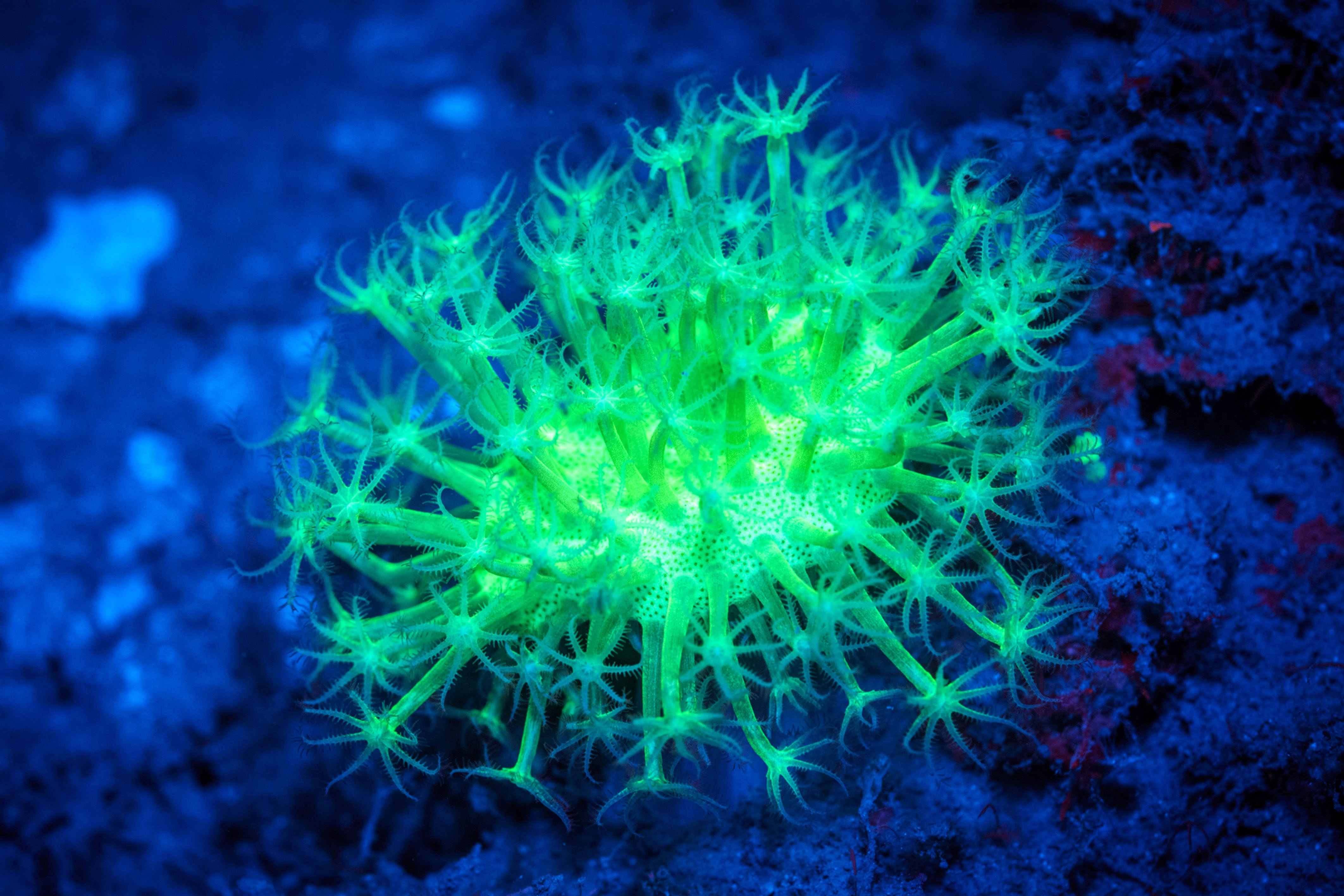 Какие водоросли глубоководные. Биолюминесценция кишечнополостных. Кораллы биолюминесценция. Биолюминесценция водорослей. Ночесветка водоросль.