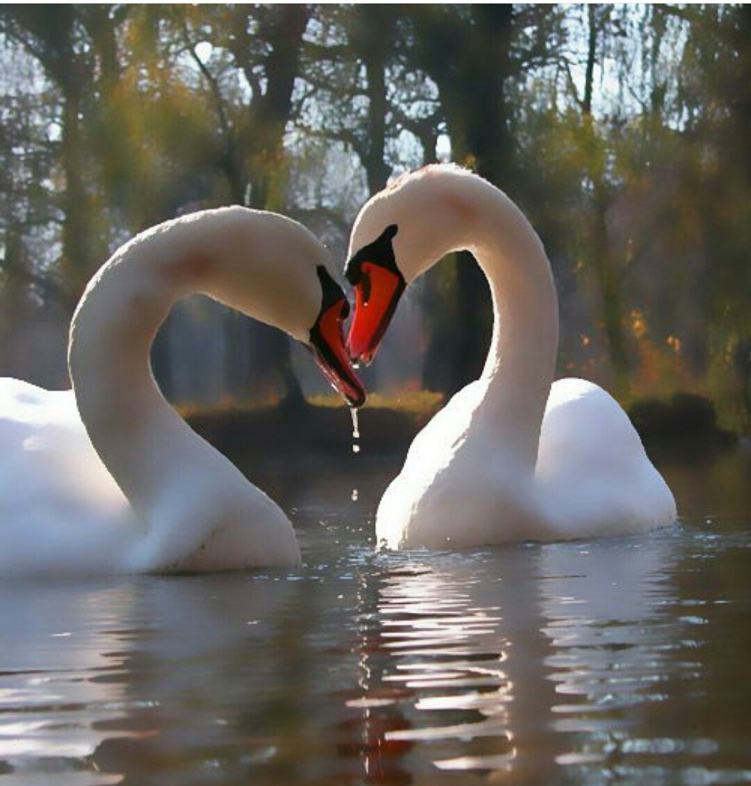 Лебедь символ любви. Пара лебедей. Любовь и лебеди. Влюбленные лебеди. Лебеди на озере.