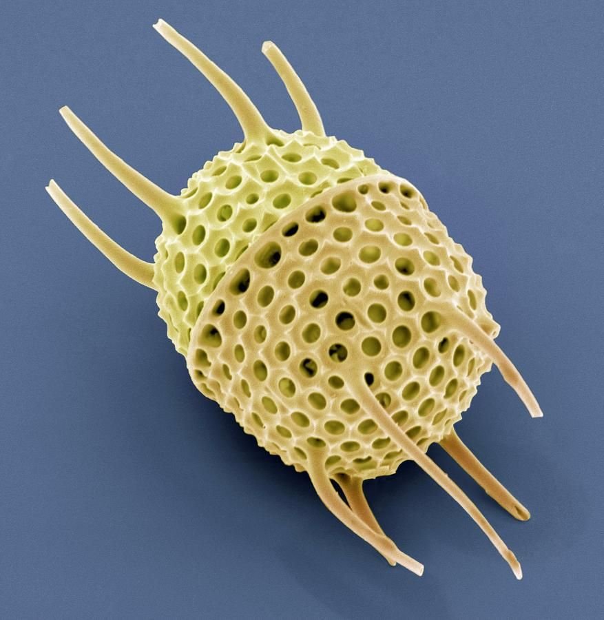 Фотография микро. Микроскопические насекомые. Микромир под микроскопом. Микромир бактерии. Микромир насекомые.