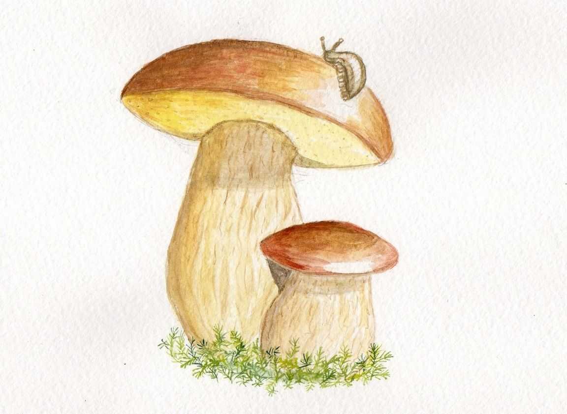 Подберезовик гриб рисунок карандашом
