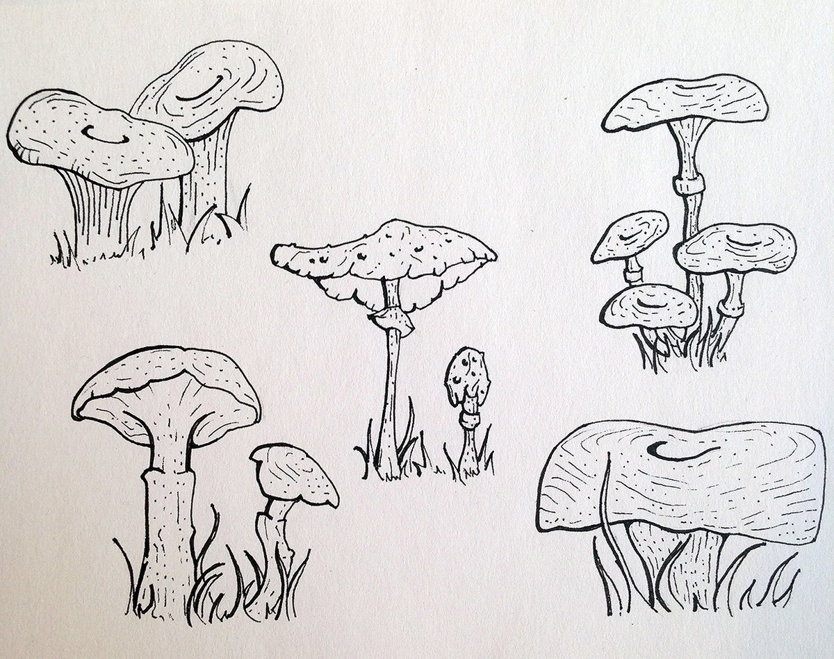 Рисунок гриба 5 класс. Рисунки грибов. Гриб рисунок. Грибы карандашом. Съедобные грибы рисунок карандашом.
