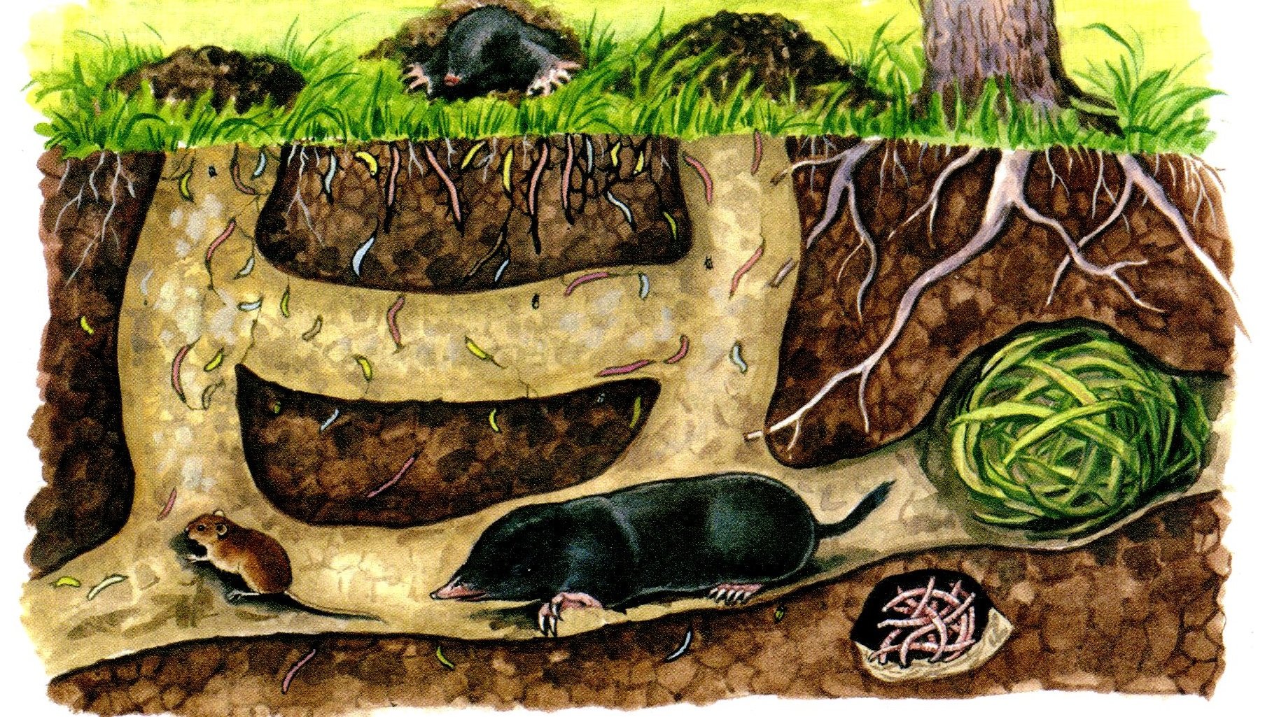 Где живет почва. Почвенные Малощетинковые черви Норы. Подземные Норы кротов. Крот ходы под землей.
