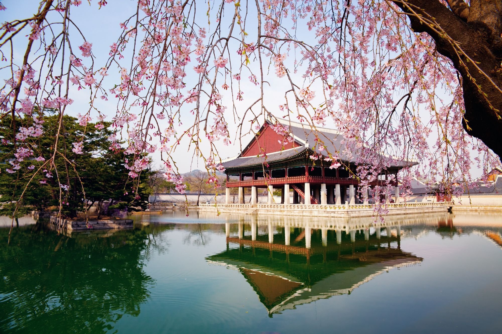 Южные сакуры. Сеул дворец кёнбоккун Сакура цветет. Сеул Южная Корея природа. Корея дворец кёнбоккун природа. Природа в Корее Сеул.