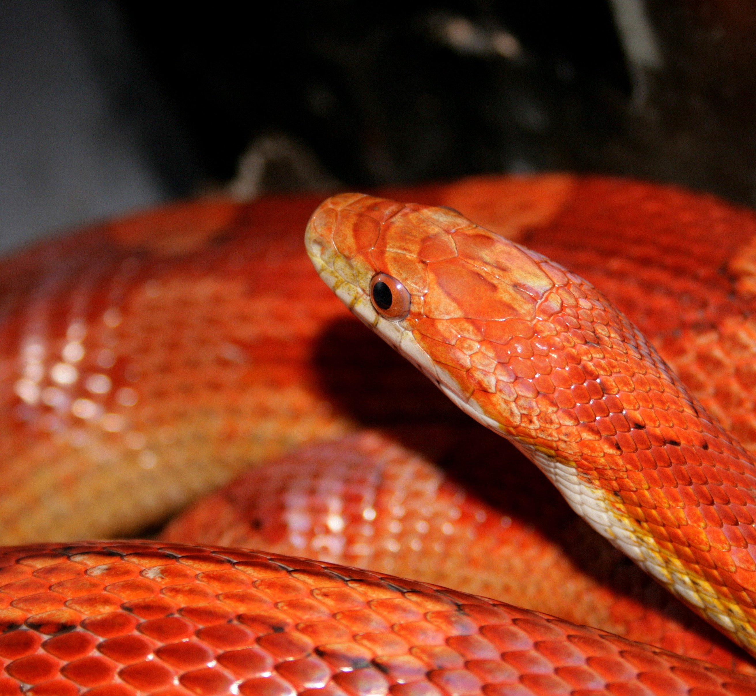 Красно желтая змея. Маисовый полоз оранжевый. Змея маисовый полоз. Маисовый оранжевый полоз змея полоз. Змея маисовый полоз оранжевый.