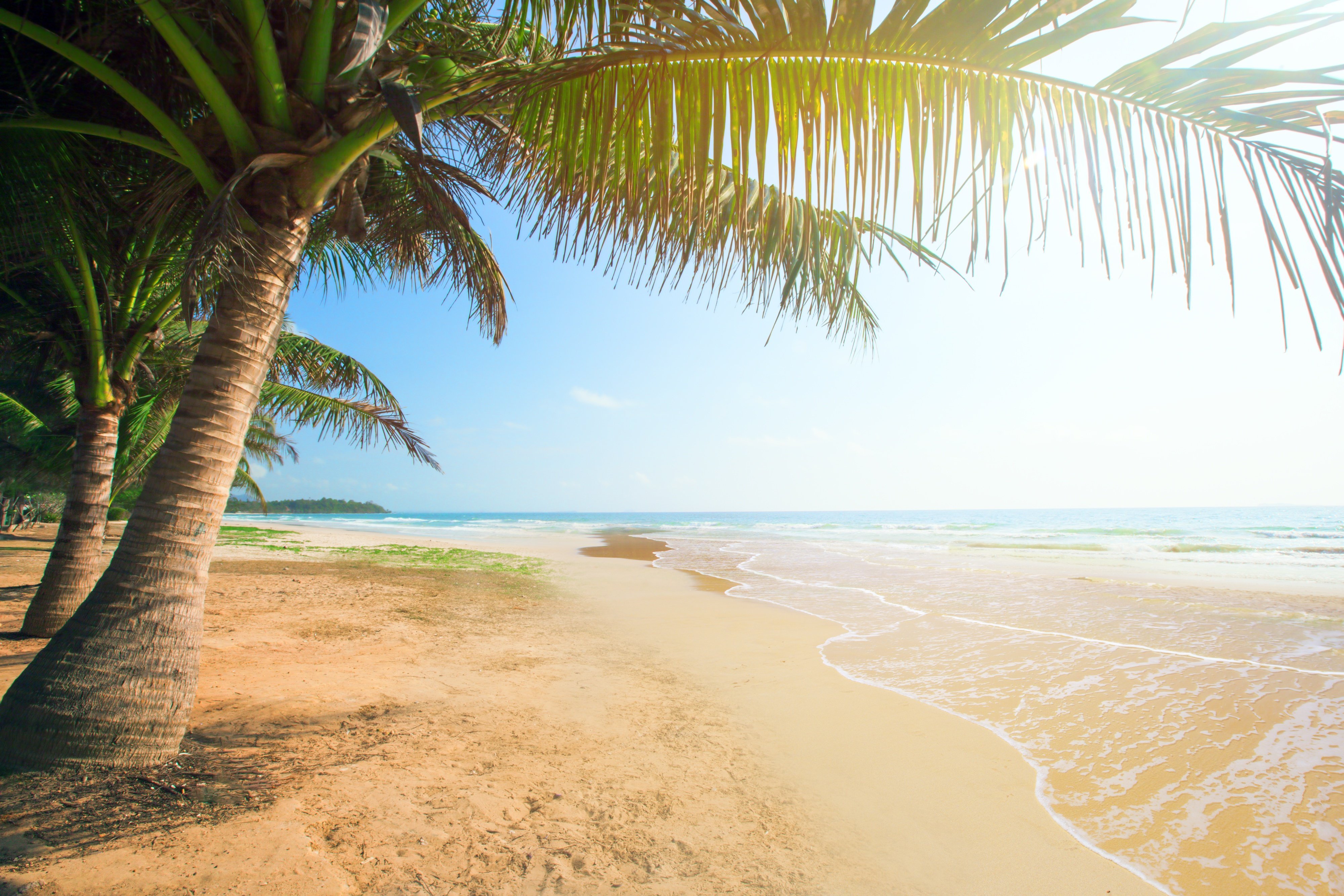 Beach tree. Пляж с пальмами. Пляж песок пальмы. Солнце пляж. Пляж фон.