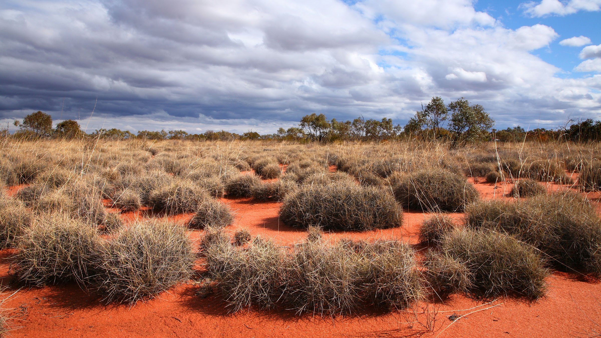 Южная америка самый засушливый из материков. Спинифекс растение Австралии. Пустыни Австралии скрэб. Пустыни и полупустыни Австралии растительность.
