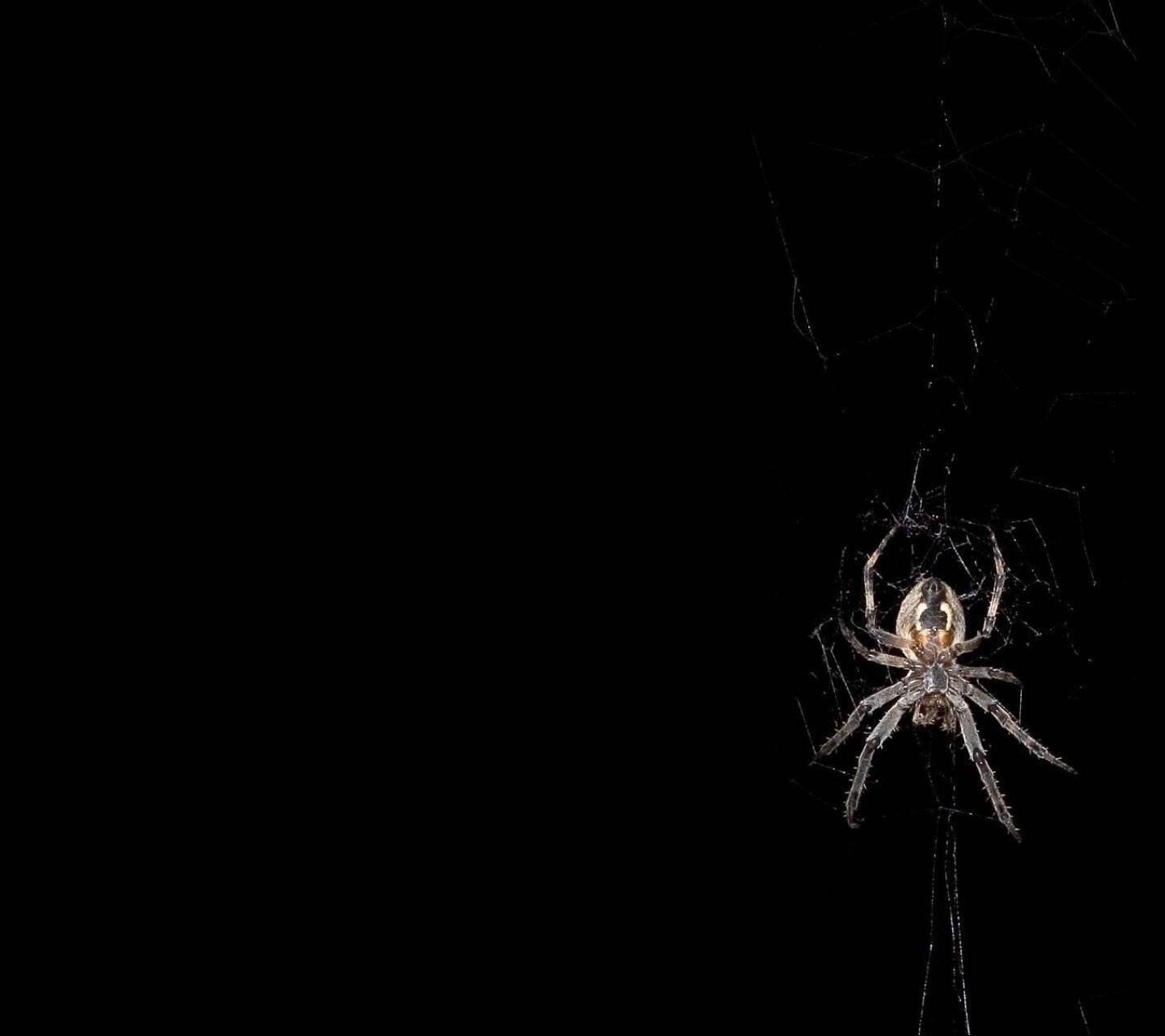 Паук на черном фоне. Паук на темном фоне. Паук спускается на паутине. Черный паук на черном фоне.