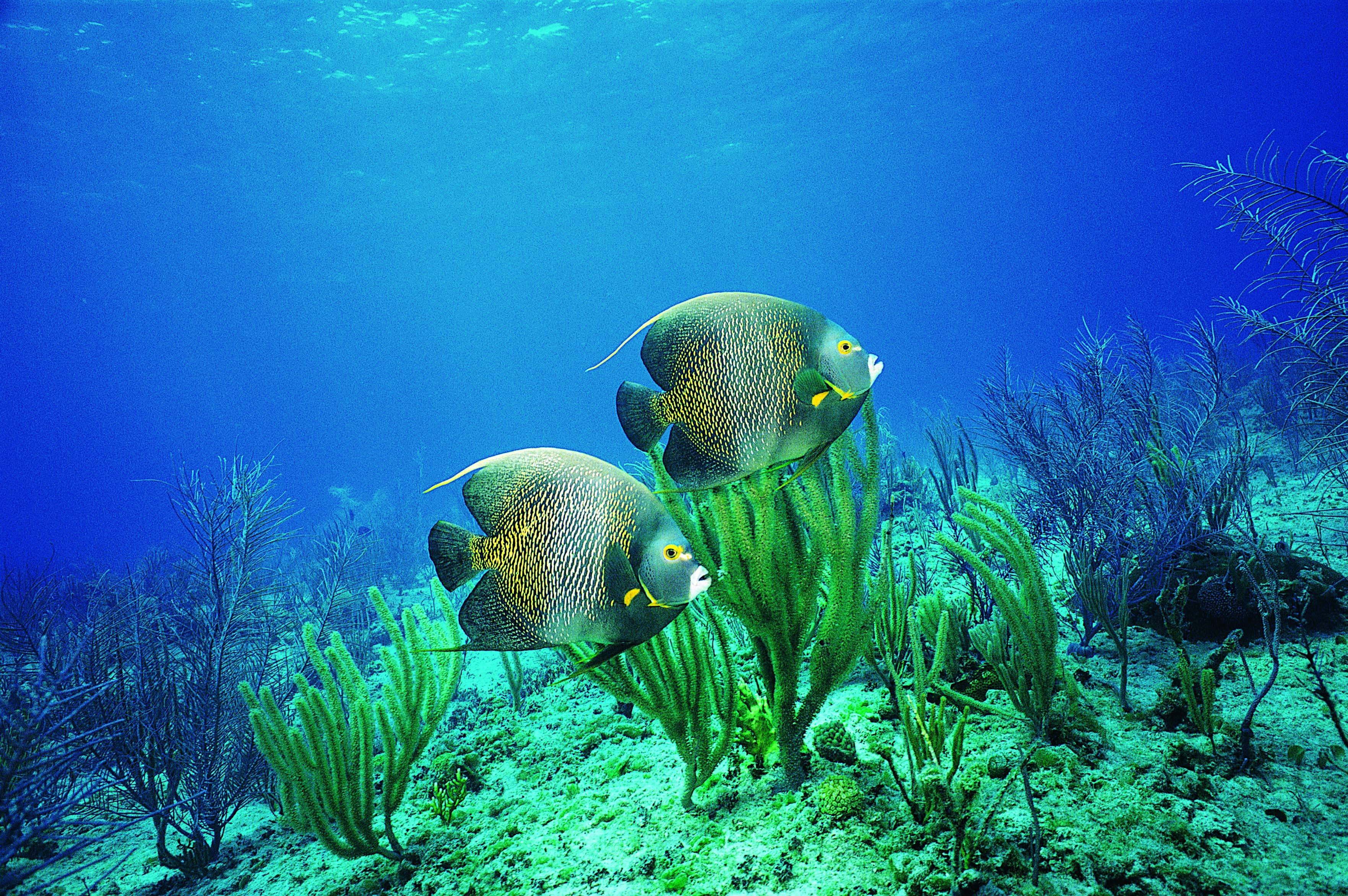 В воде рыбы водоросли. Подводный мир. Рыбы в океане. Речное дно. Рыбы под водой.