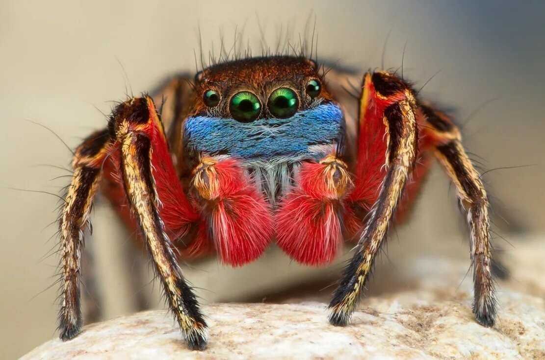 Необычные пауки