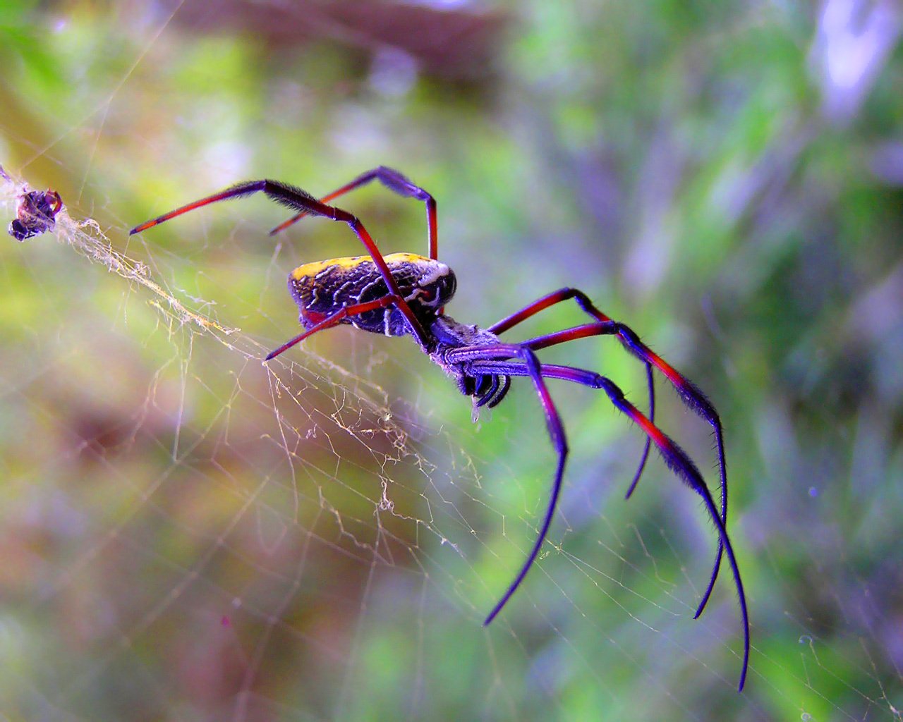 Про паукообразное. Австралийский красноспинный паук. Красноспинный паук австралийская вдова. Паук Арахнид. Ядовитый Мико паук.