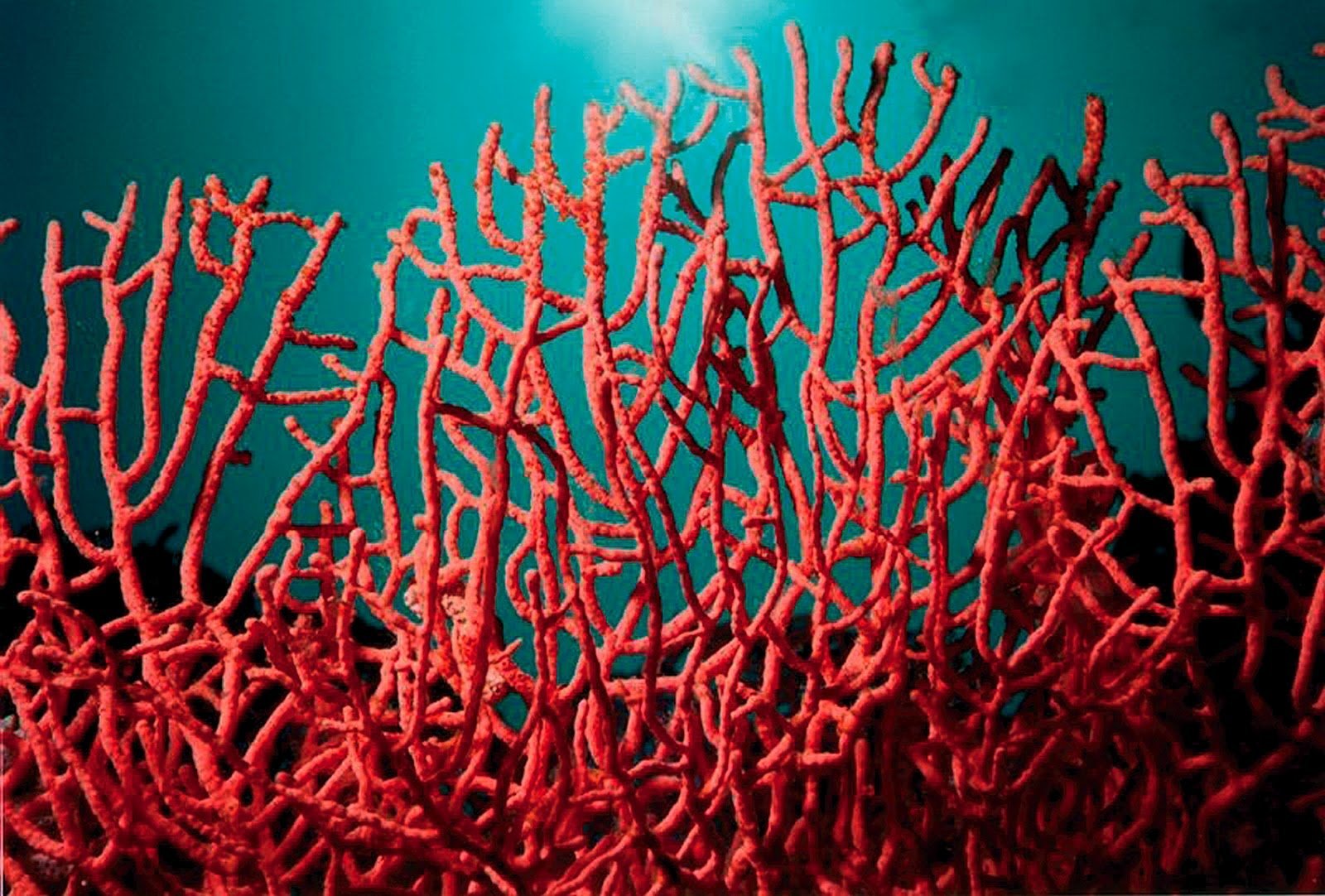 Скелет коралла. Leiopathes коралл. Водоросли и кораллы. Красный коралл. Ветвистые кораллы.