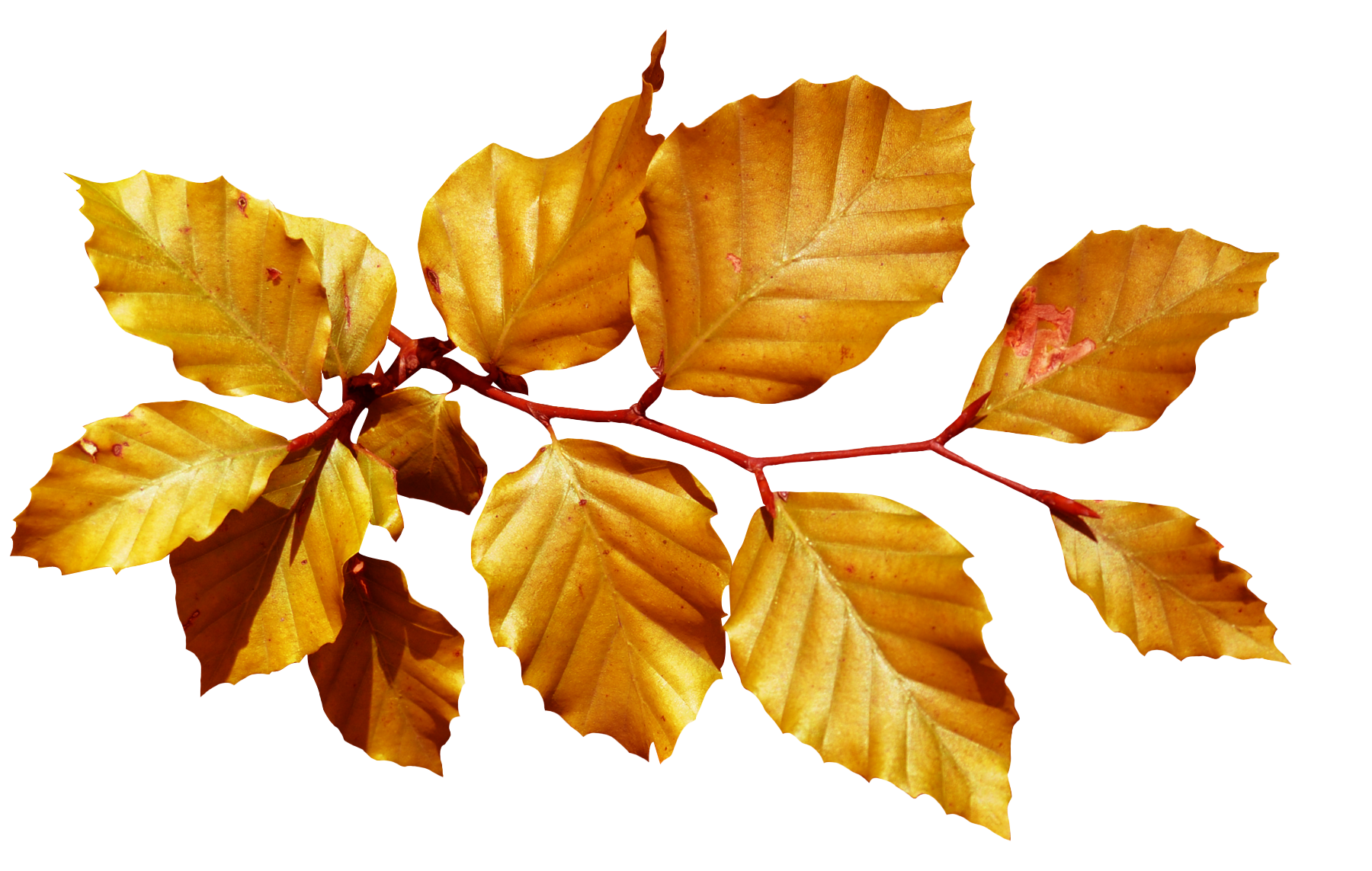Ветка осенних листьев. Осенние листочки. Осенняя ветка. Ветка с желтыми листьями. Ветка с листьями.