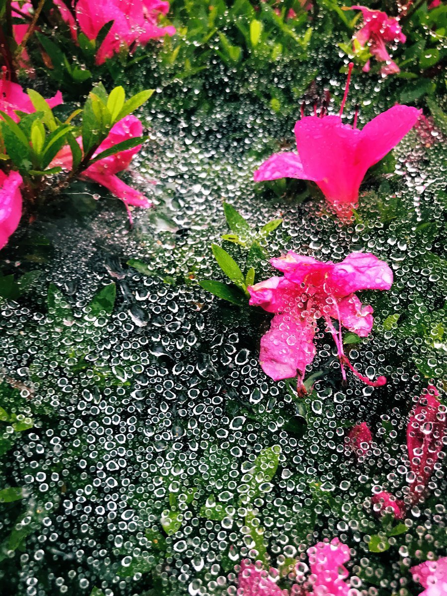 Цветочный дождь