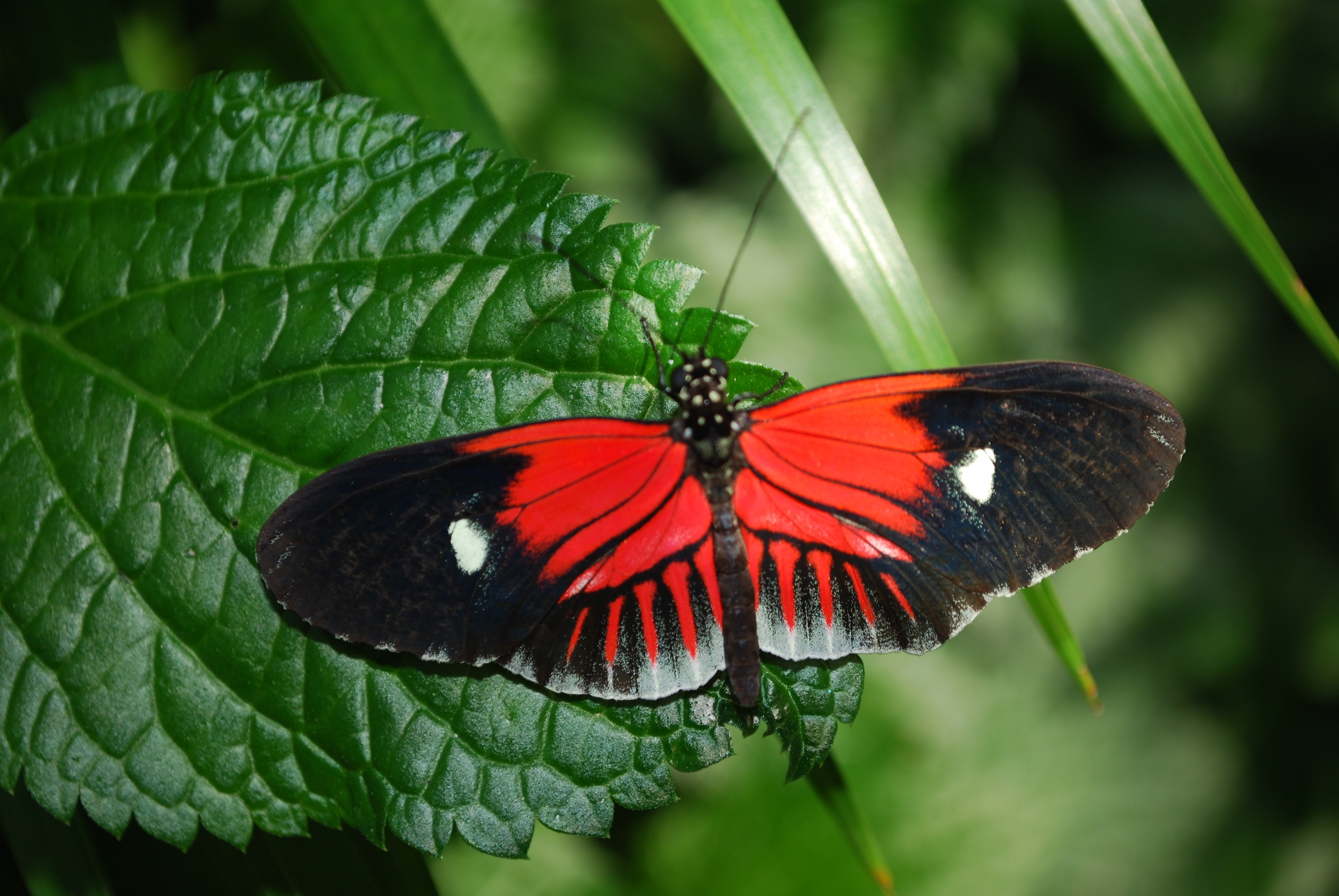 Красно зеленая бабочка