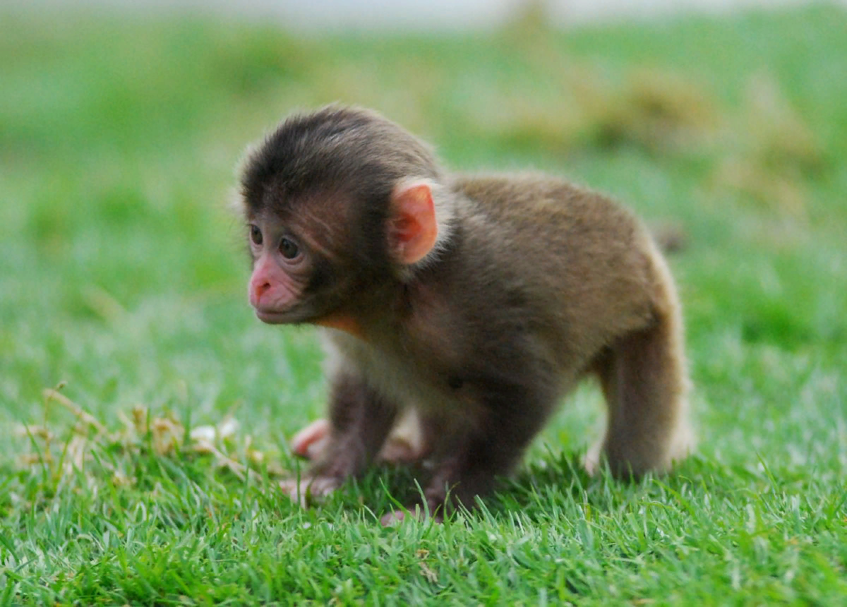 Small monkey. Карликовый капуцин. Саймири капуцин. Обезьянки карликовый капуцин. Маленькие обезьянки породы саймири.