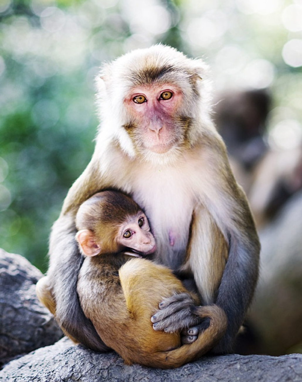 Детеныш обезьяны. Обезьяна с малышом. Детеныш шимпанзе. Объятия животных. Детеныши диких обезьян