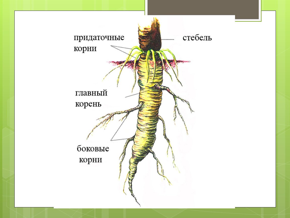 Наличие каких органов у корневища. Виды корня. Боковые и придаточные корни. Корни растений виды. Внешнее строение корня.