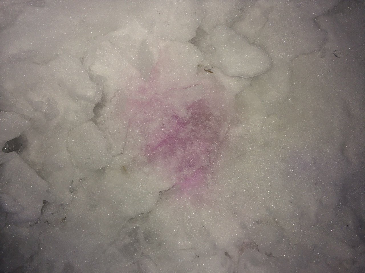 Розовый снег собаки. Розовый снег отрава для собак. Розовый снег догхантеры. Оторав для собак на снегу.