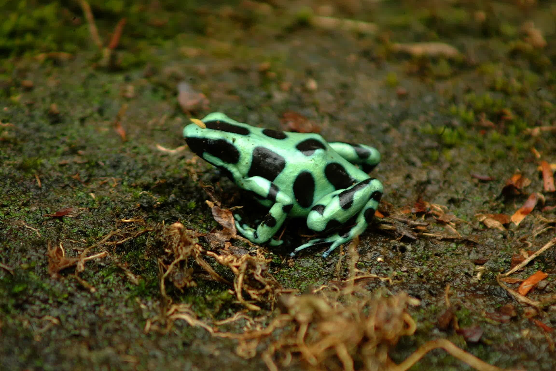 Elephant frog. Североамериканская древесная лягушка. Шипастоголовая древесная лягушка.. Лягушка микроквакша. Земляная жаба.