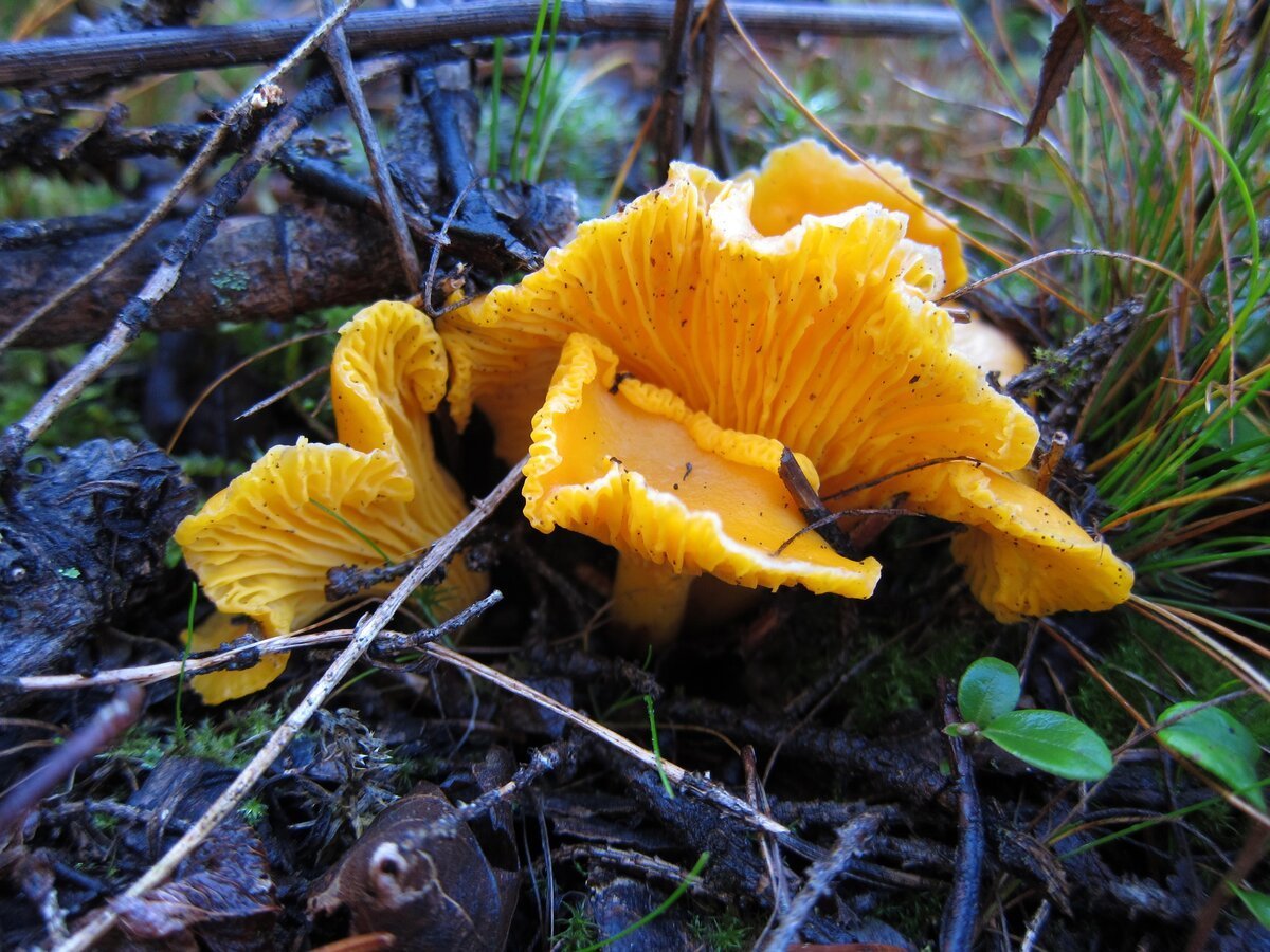 Еловик желтый гриб
