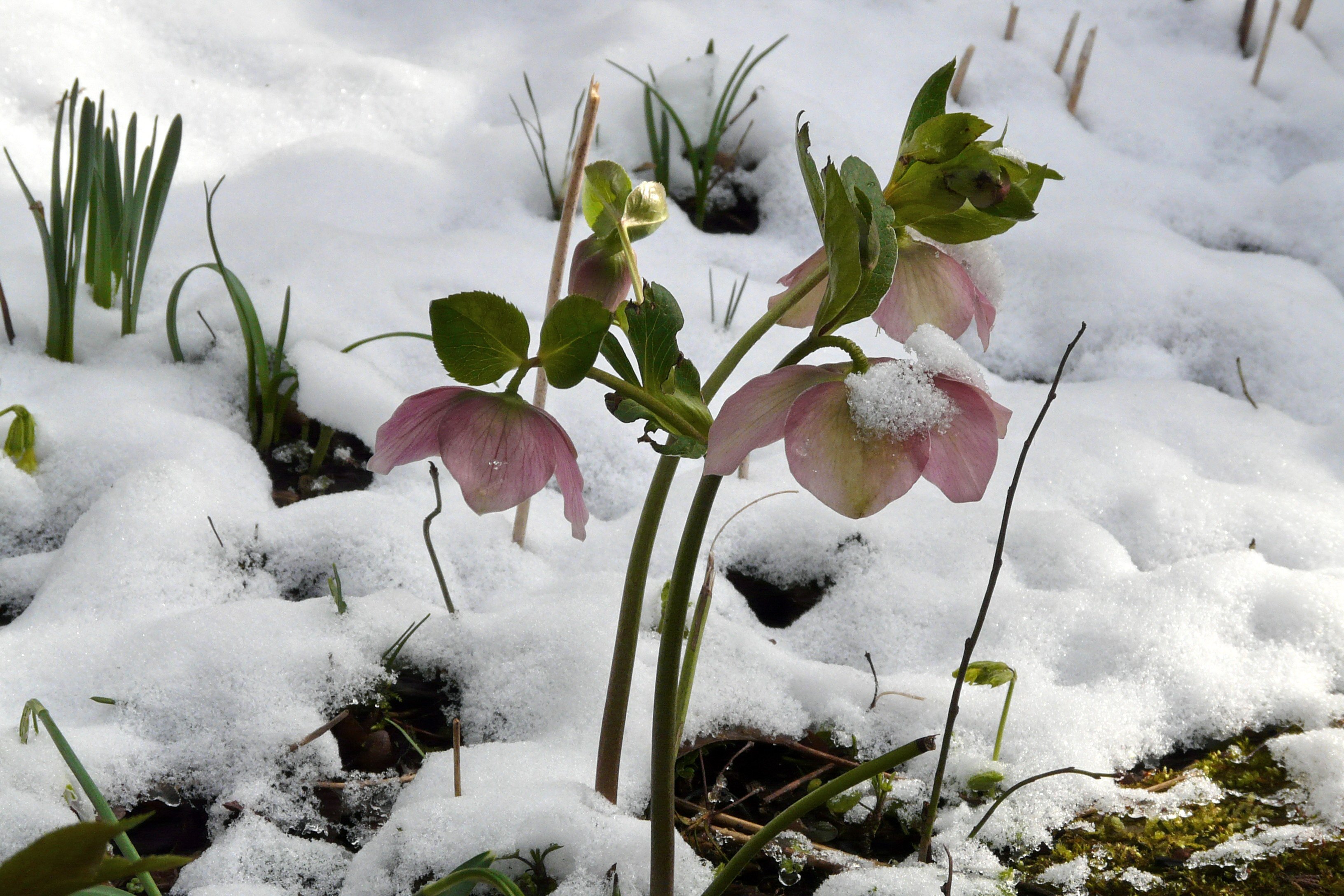Первые цветы после снега. Морозник геллеборус. Морозник первоцвет. Зимовник морозник. Морозник весенний.