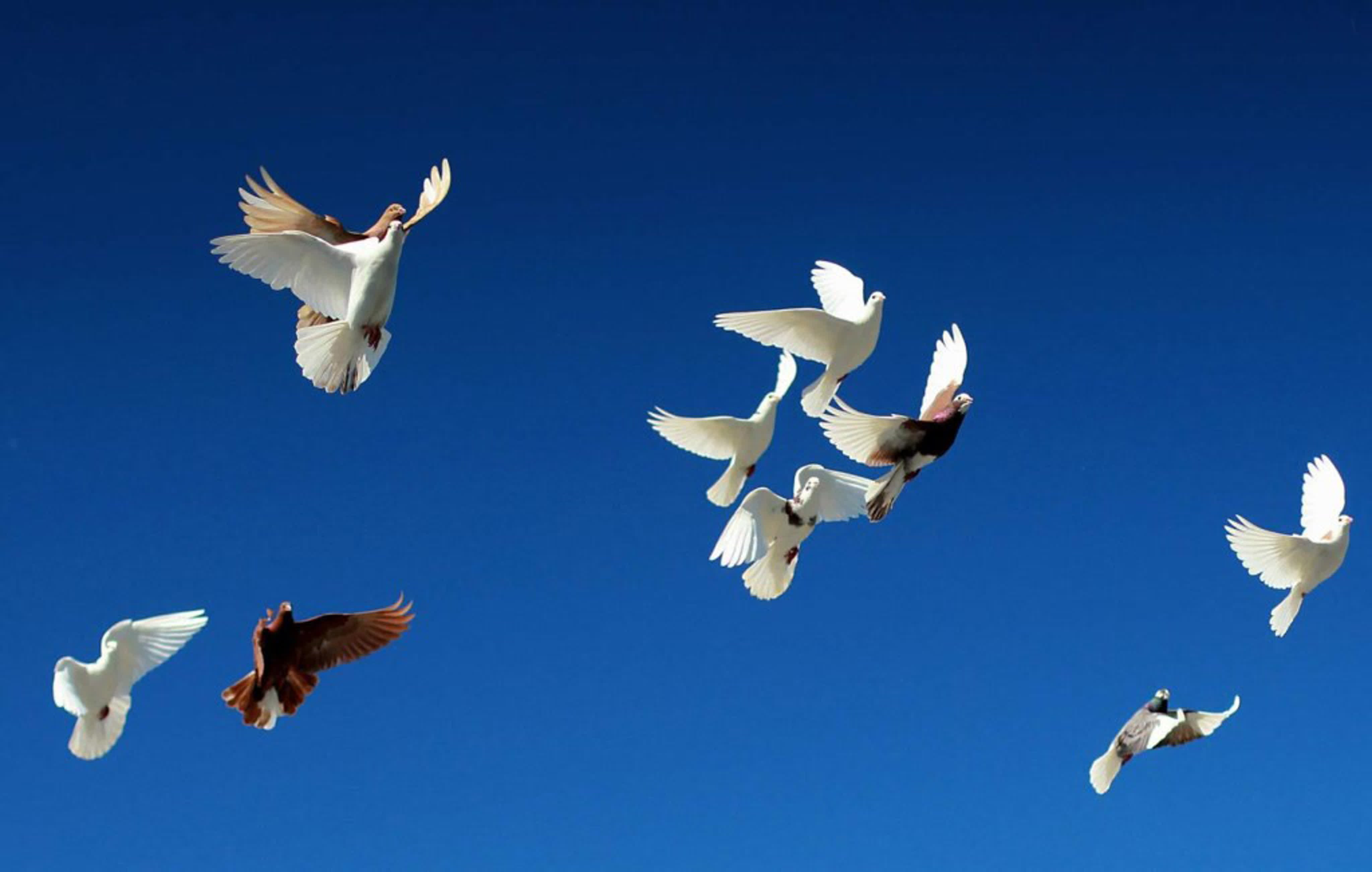 Белыми голубями летите к маме домой. Стая голубей в небе. Голубь взлетает. Белый голубь летит. Парящий голубь.
