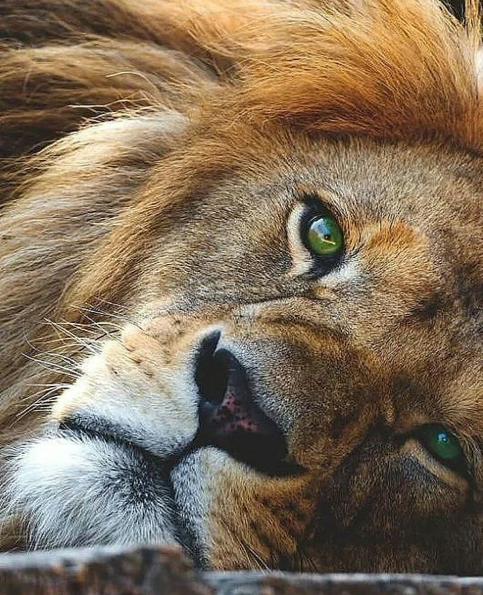 Грустный лев