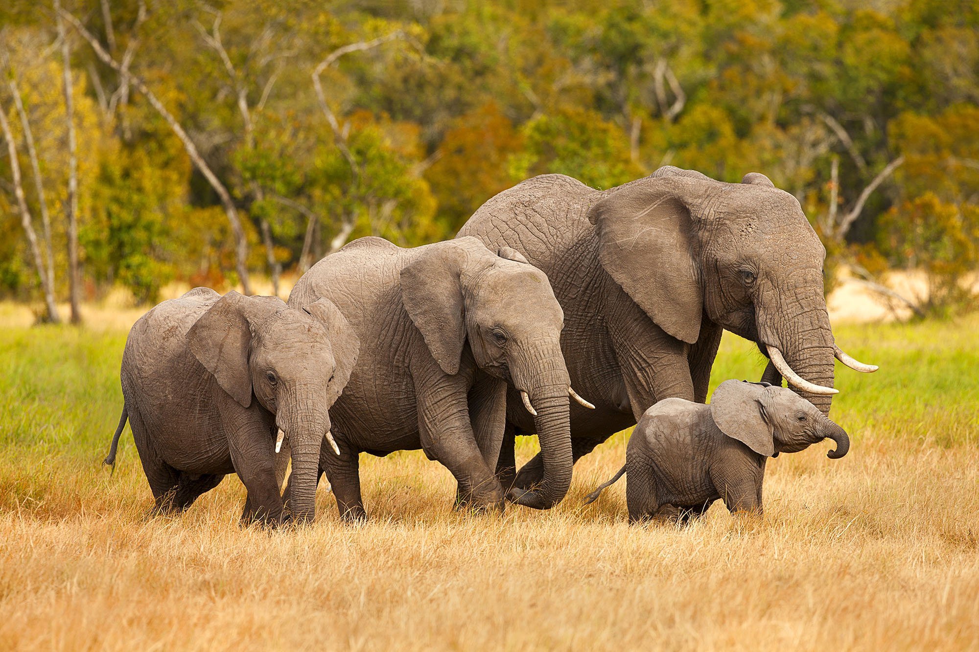 Wild life 4. Африканский слон слон. Африканский кустарниковый слон. Африканский слон семья. Африканский саванный слон.
