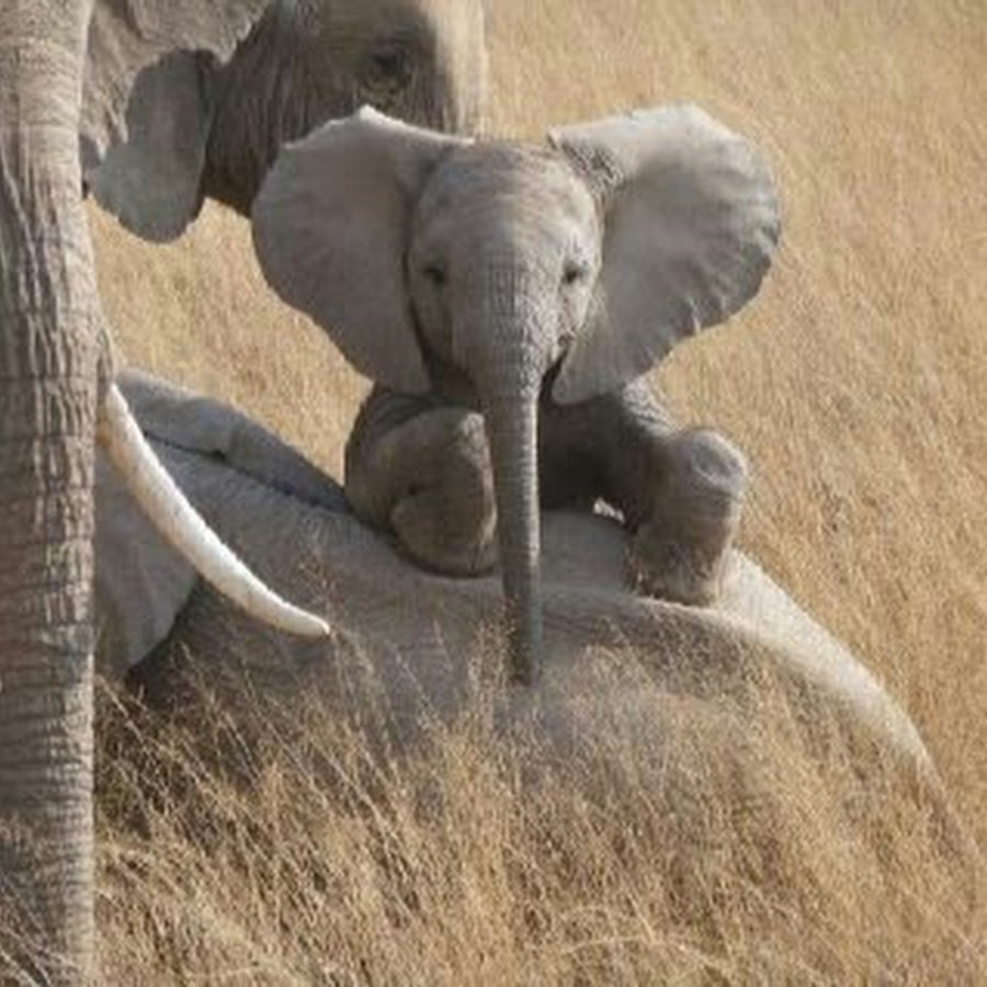 Друзья слоник. Слон и Слоненок. Смешные слоны. Слониха со слоненком. Маленькие слоны.