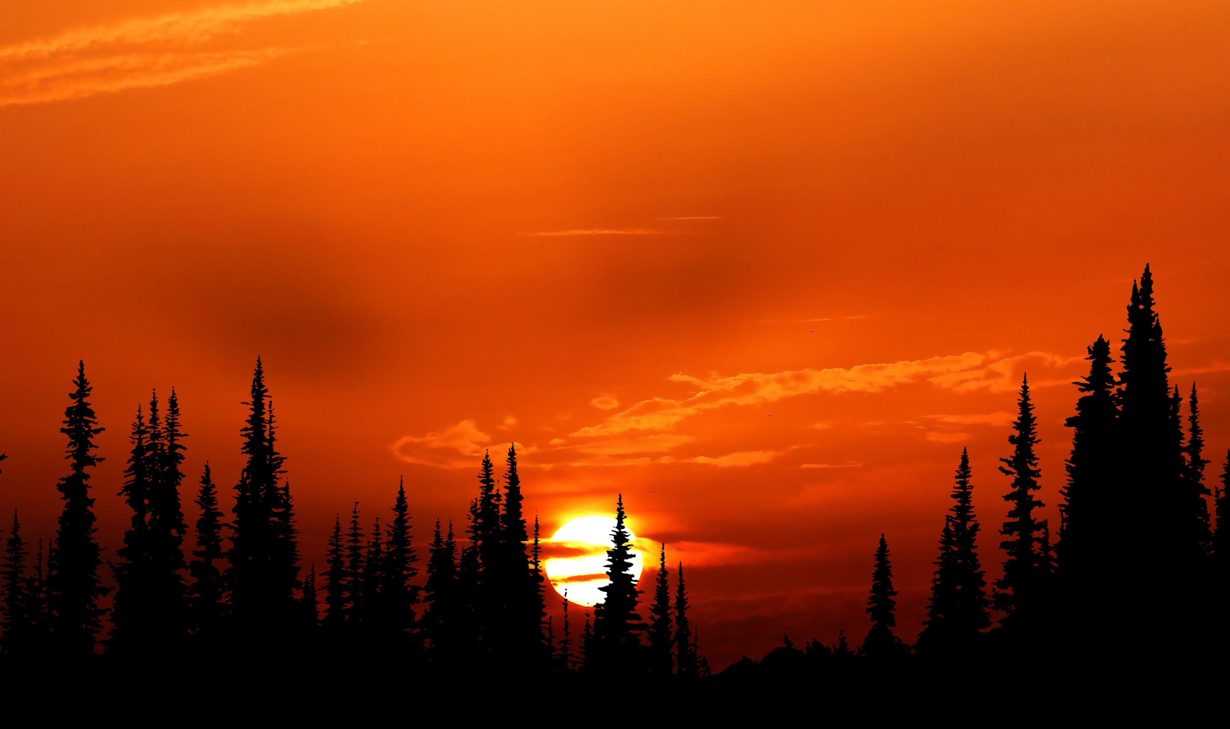 Солнце над лесом. Оранжевый закат. Закат в лесу. Тайга закат. Закат над тайгой.