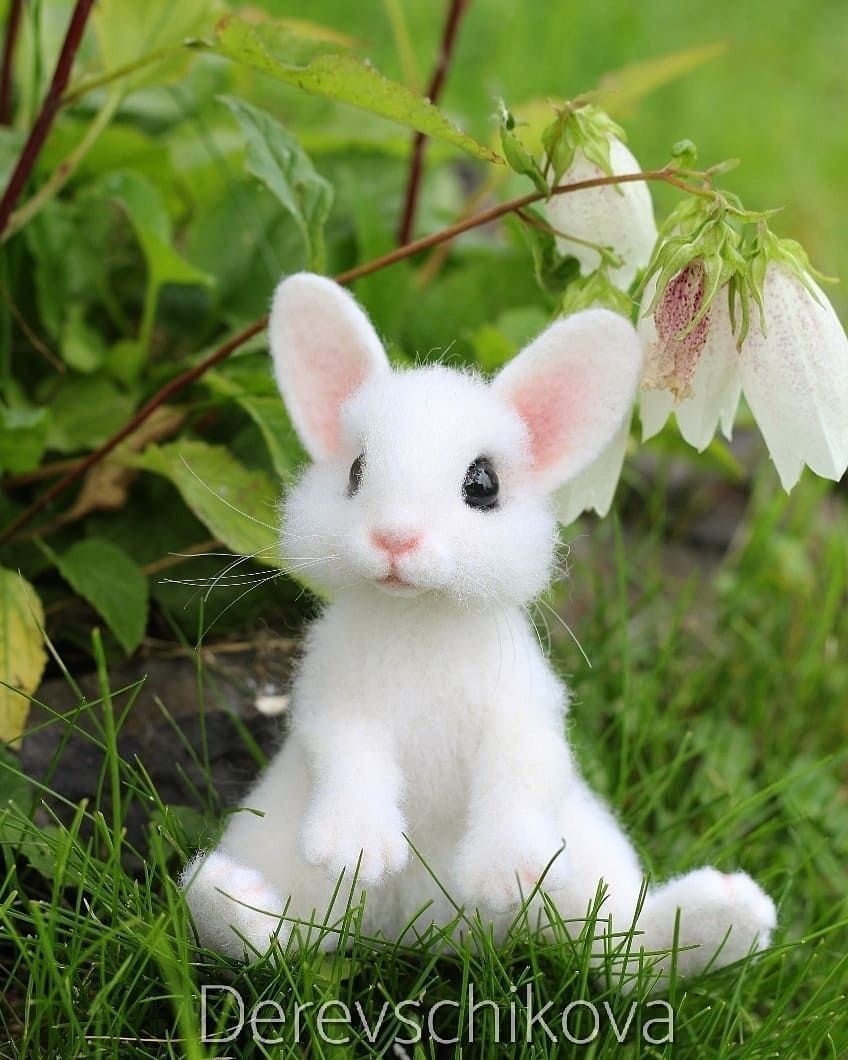 Без зайцев новинки. Ракитниковый заяц. Милые зайчики. Красивый белый зайчик. Зайчонок белый.