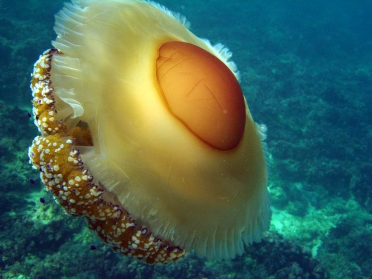 Котилориза медуза
