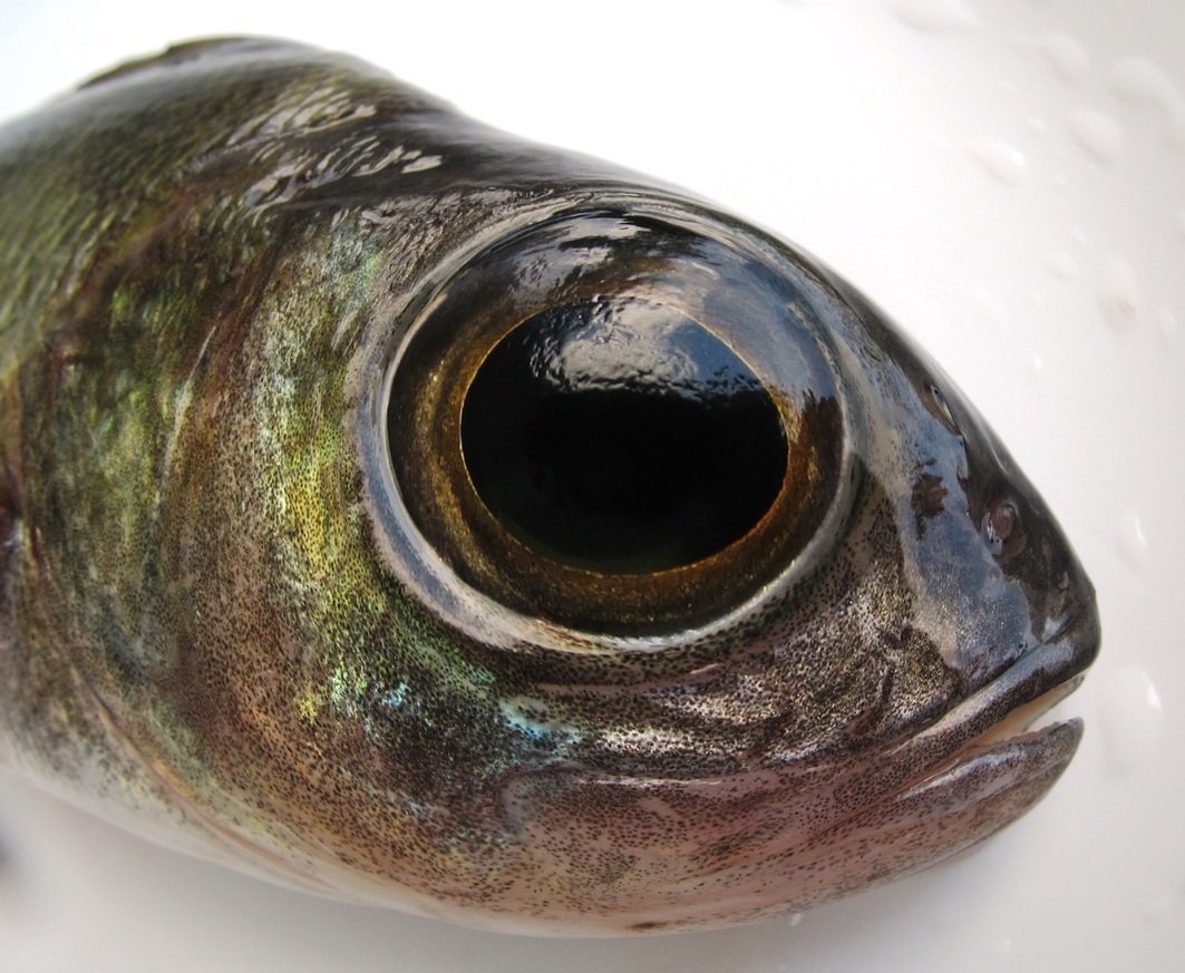 Ем глаза рыбы. Малоротая макропинна. Глаз рыбы. Рыбий глаз. Глаз селедки.