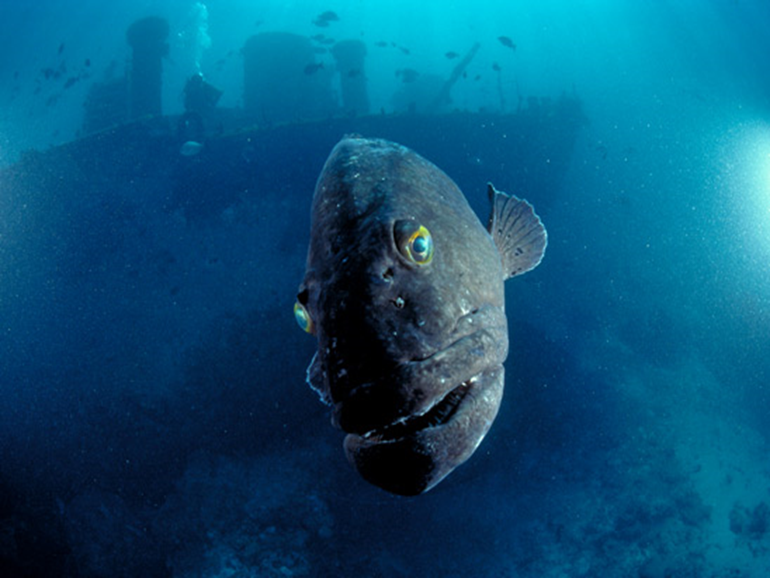 Рыба удильщик Марианская впадина. Глубоководный удильщик. Обитатели подводных глубин. Обитатели дна океана. Глубоководное дно океана